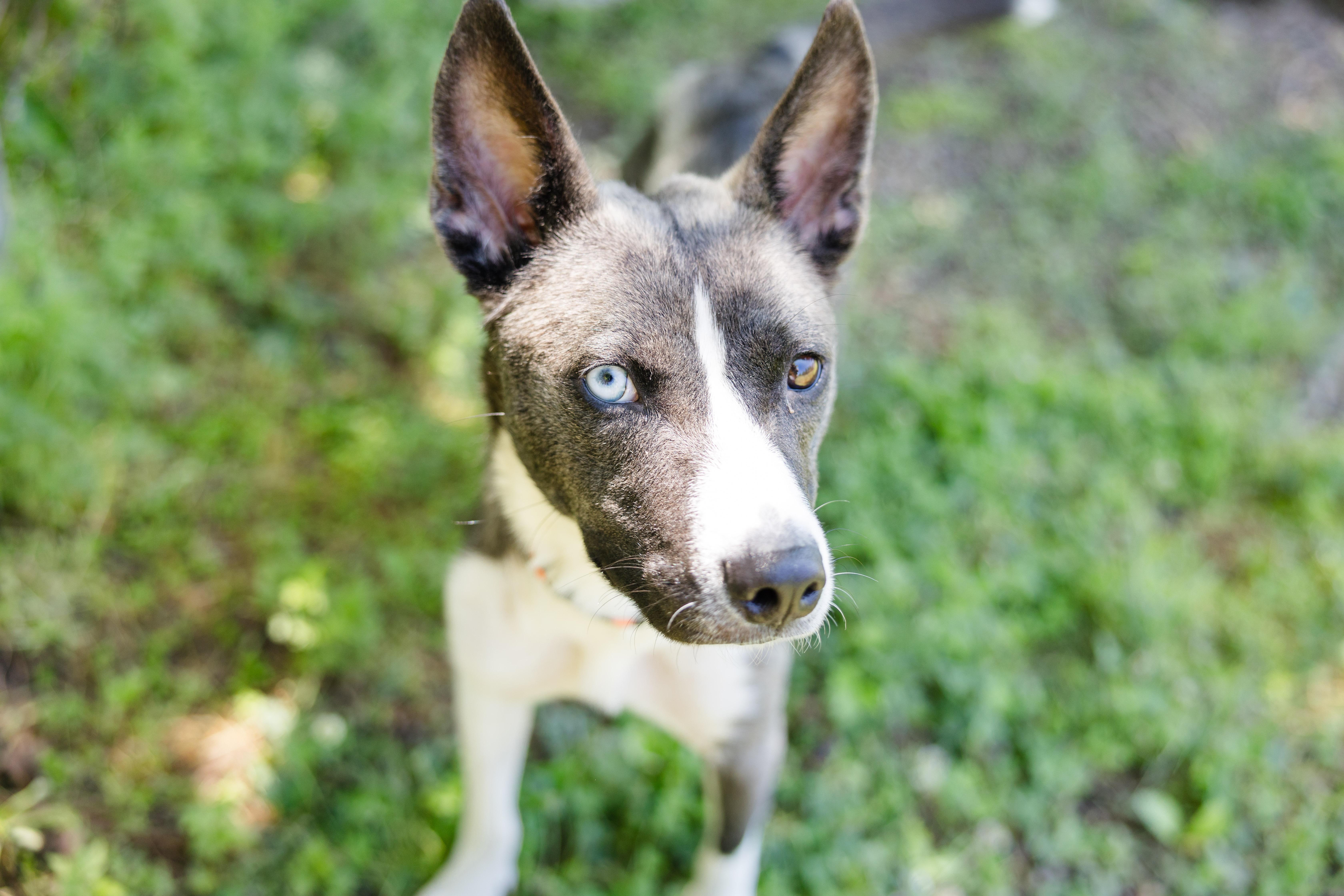 Pearly, a ADOPTABLE mixed breed in Newburgh, IN image 3/3