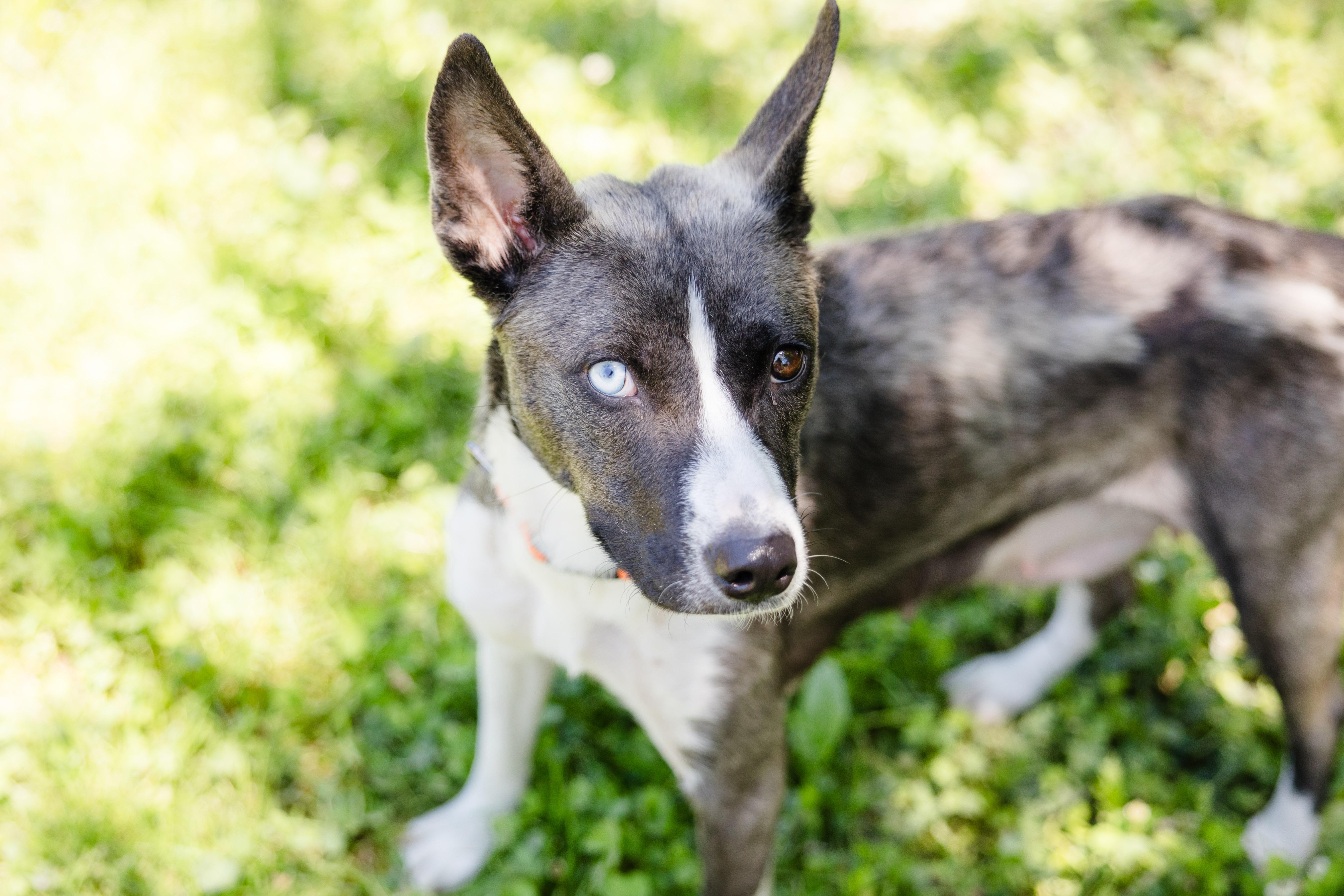 Pearly, a ADOPTABLE mixed breed in Newburgh, IN image 2/3