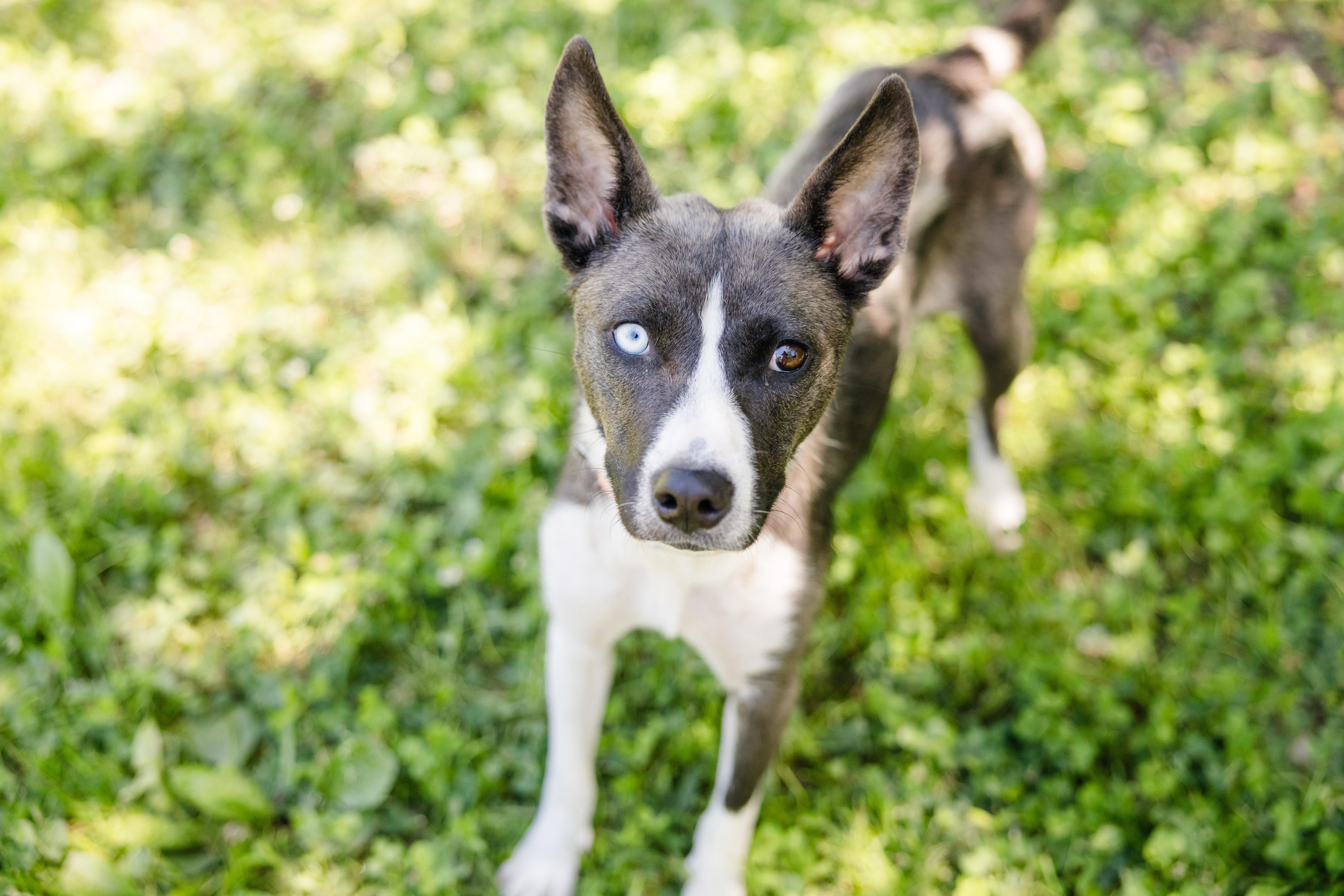 Pearly, ADOPTABLE, Adult Female Husky.