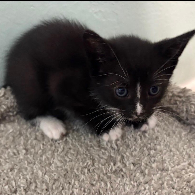 Korah, Adoptable, Kitten Female Snowshoe & American Shorthair.