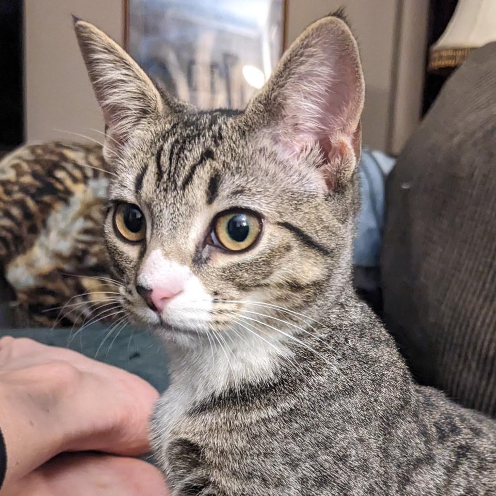 Cracker Barrell, Adoptable, Kitten Female Domestic Short Hair.