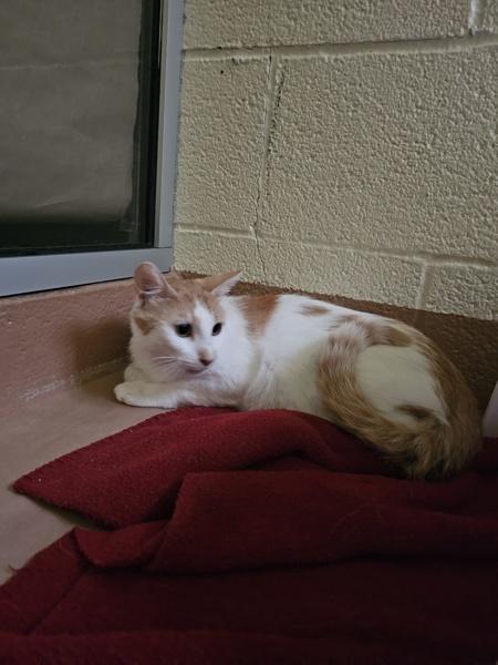 Cathy, Adoptable, Adult Female Domestic Short Hair.