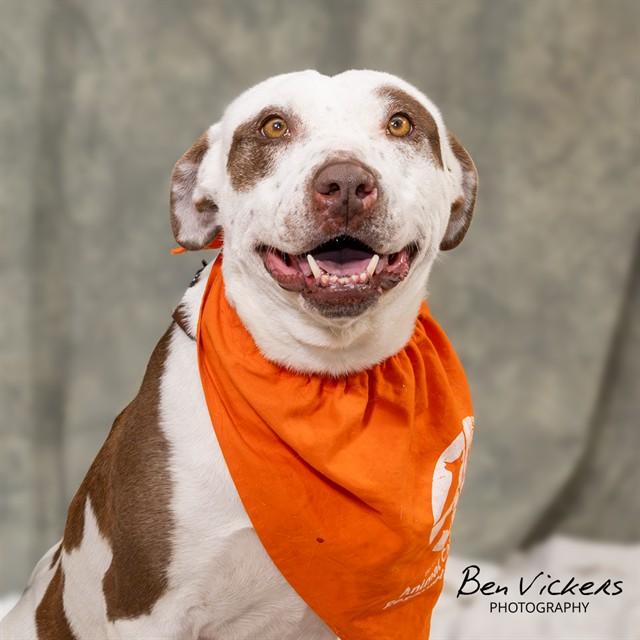 KOKO, Adoptable, Adult Female Pit Bull Terrier & Mixed Breed.