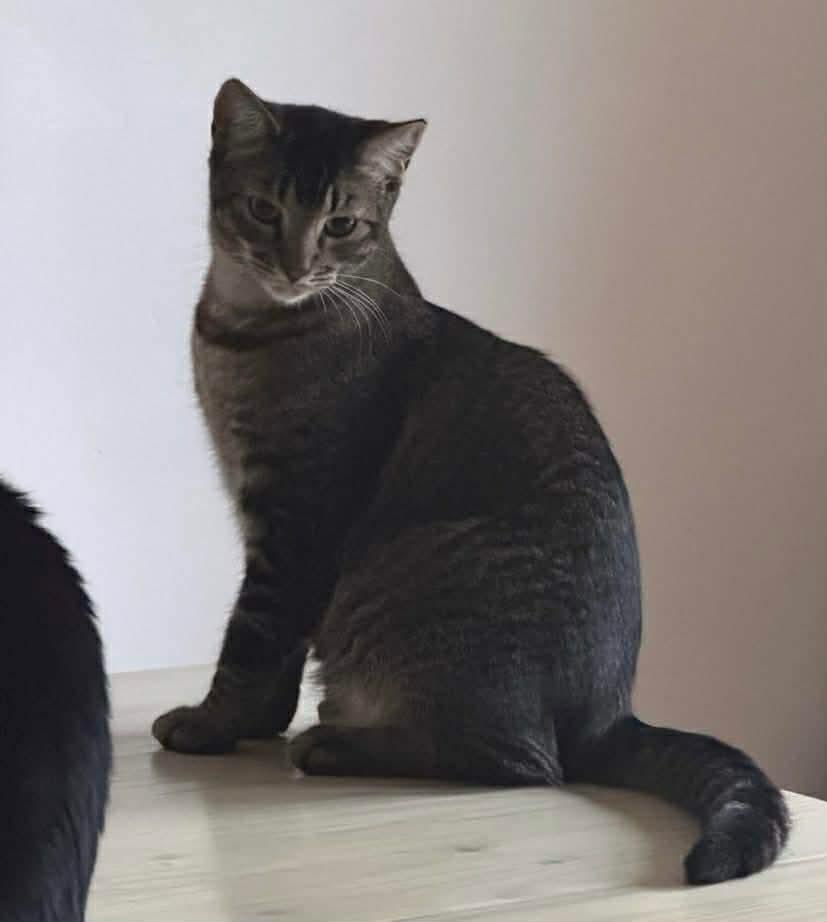 Gash, Adoptable, Young Male Tabby & Domestic Short Hair.