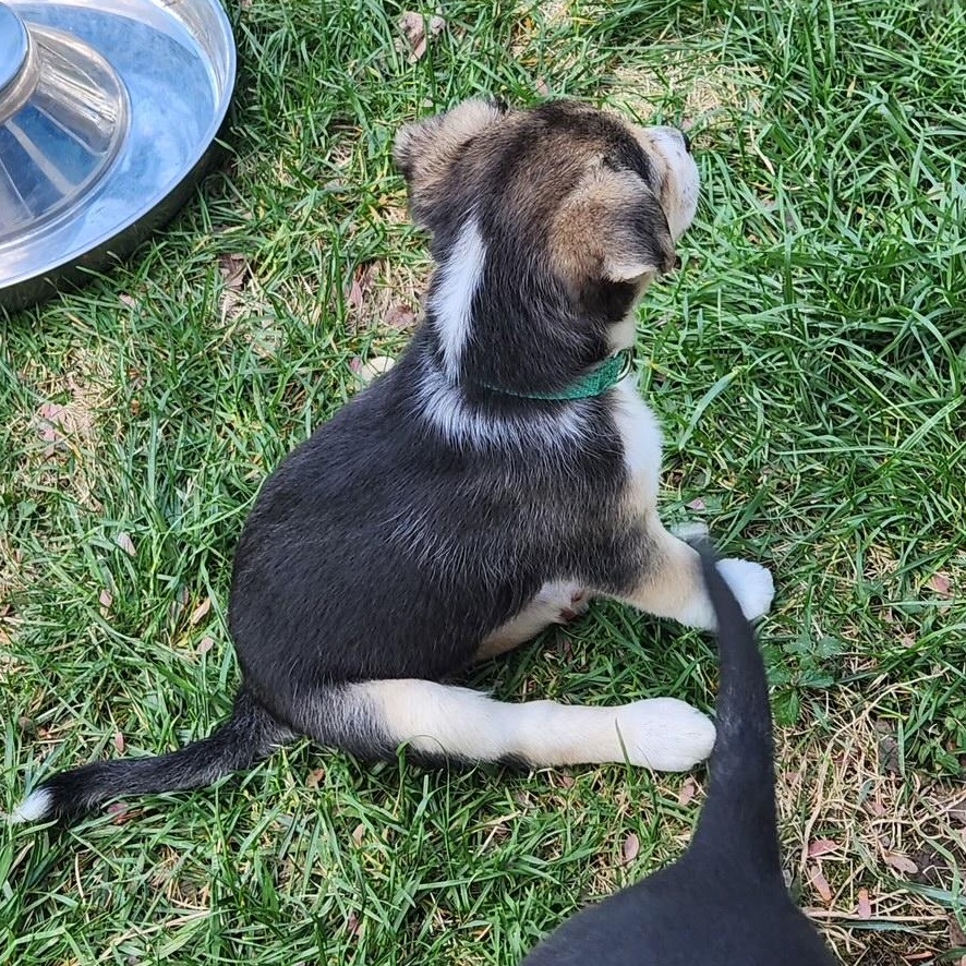 Enlarge Mama Suzie's Fab Five, an adopted mixed breed in Richmond, VA image 5/6