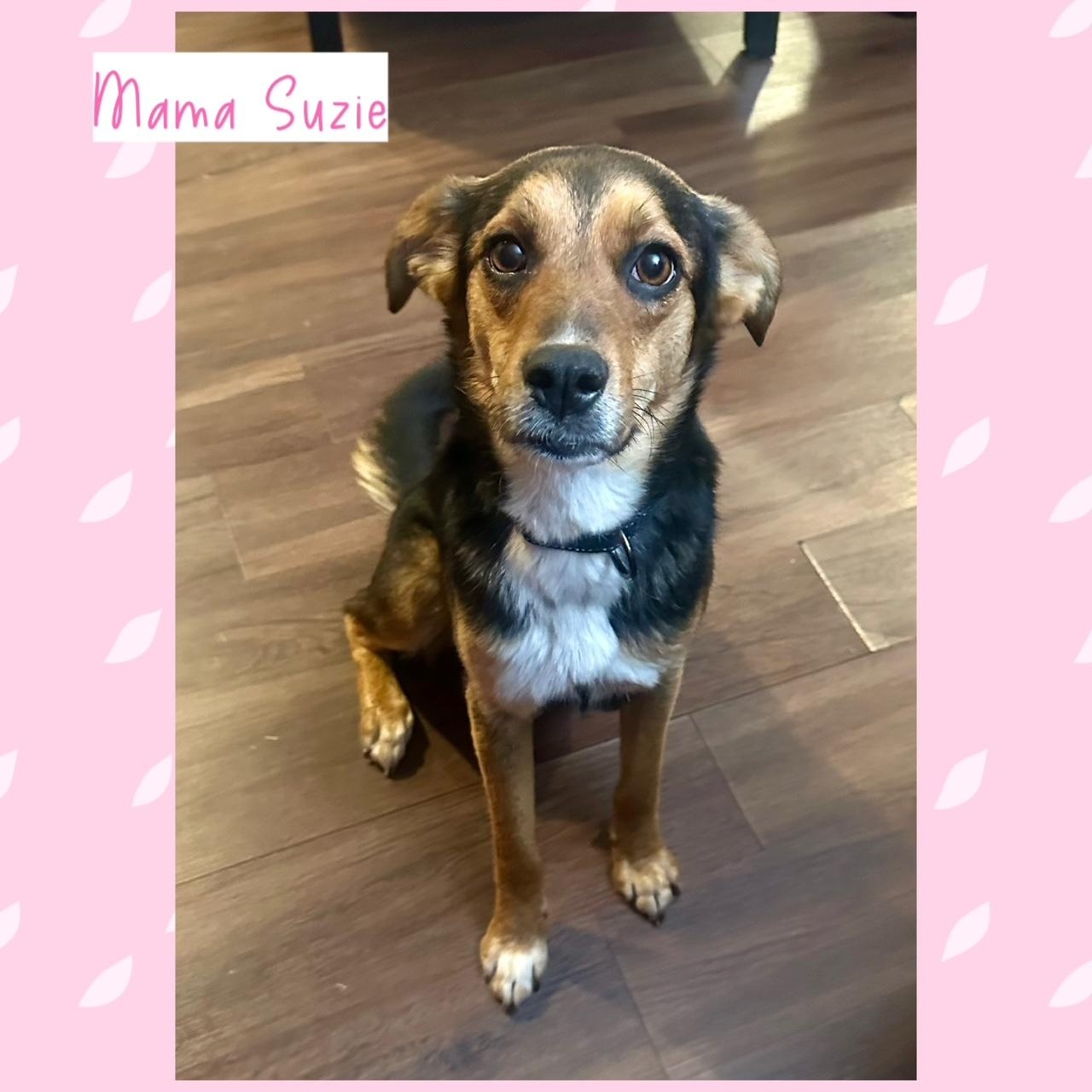 Enlarge Mama Suzie's Fab Five, an adopted mixed breed in Richmond, VA image 6/6