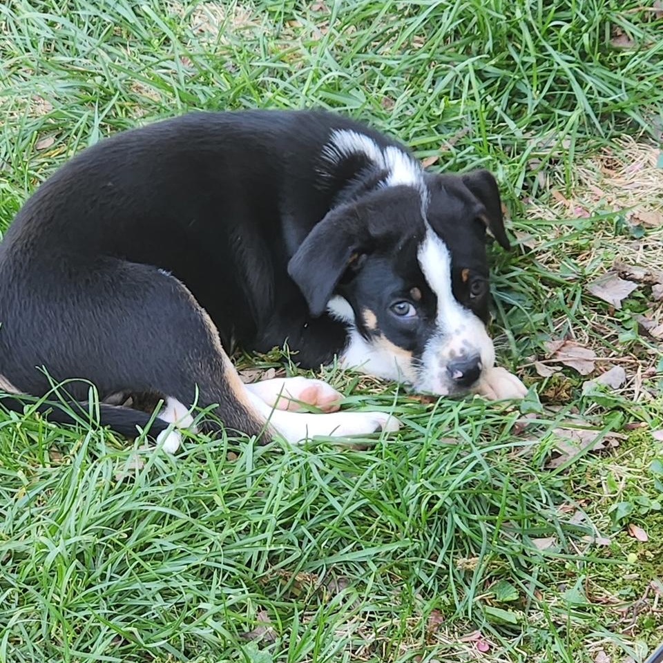 Enlarge Mama Suzie's Fab Five, an adopted mixed breed in Richmond, VA image 4/6