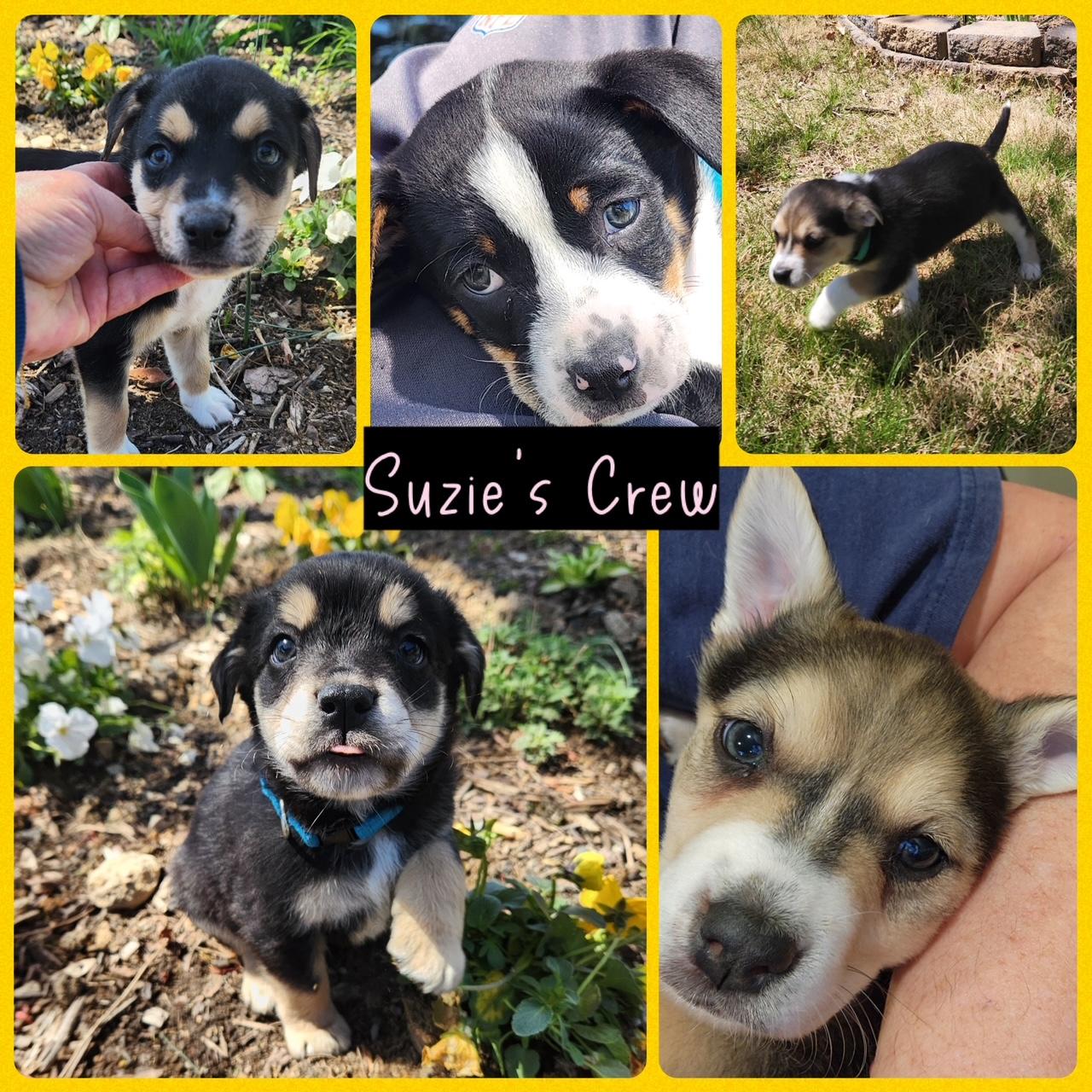 Enlarge Mama Suzie's Fab Five, an adopted mixed breed in Richmond, VA image 2/6