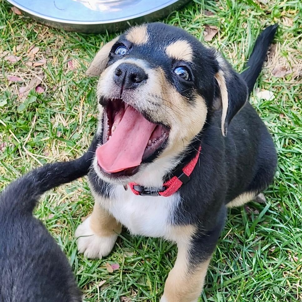 Enlarge Mama Suzie's Fab Five, an adopted mixed breed in Richmond, VA image 3/6