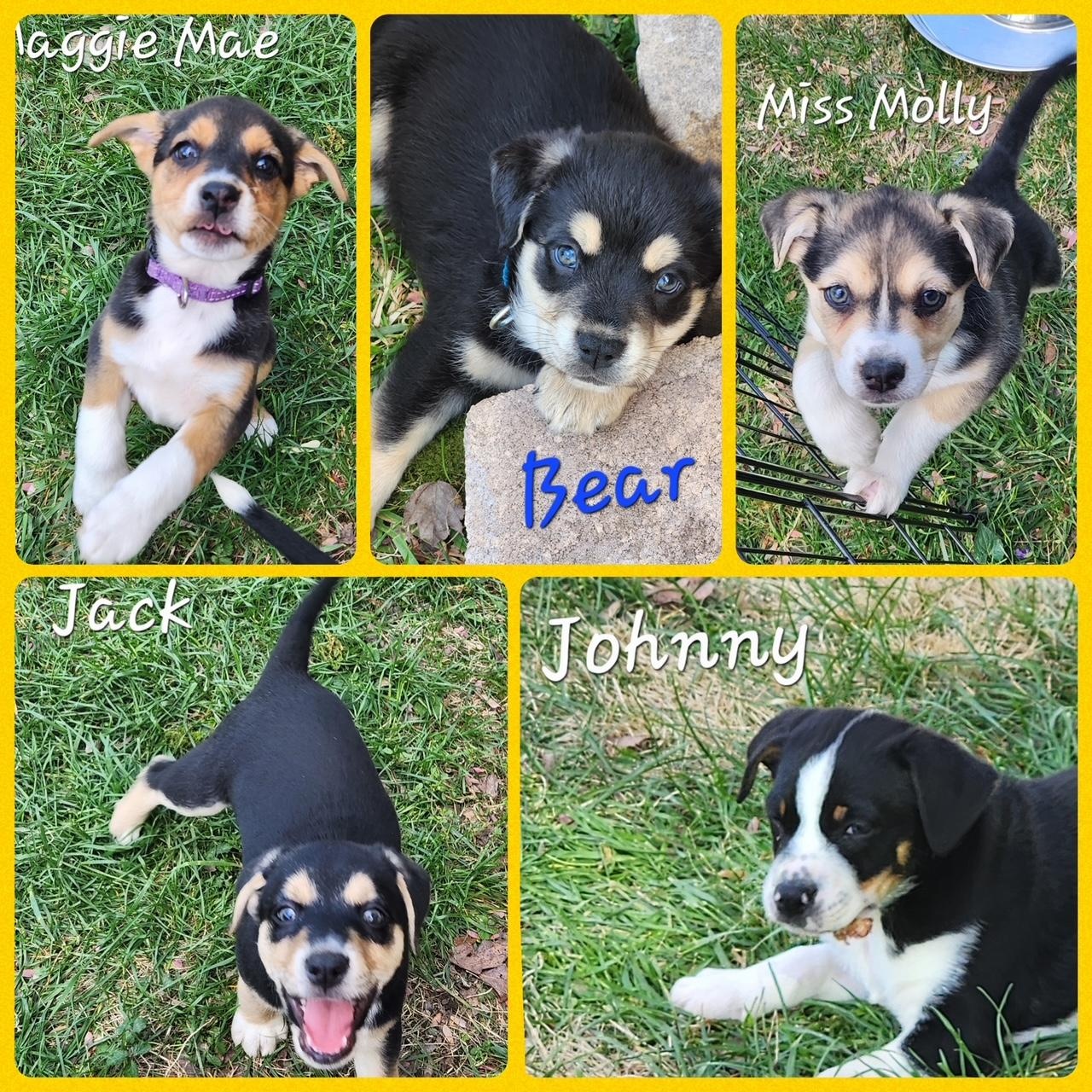 Enlarge Mama Suzie's Fab Five, an adopted mixed breed in Richmond, VA image 1/6