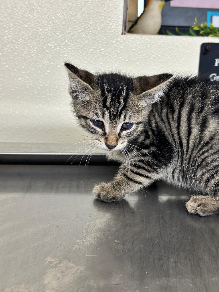 Petunia, Adoptable, Kitten Female Tiger.