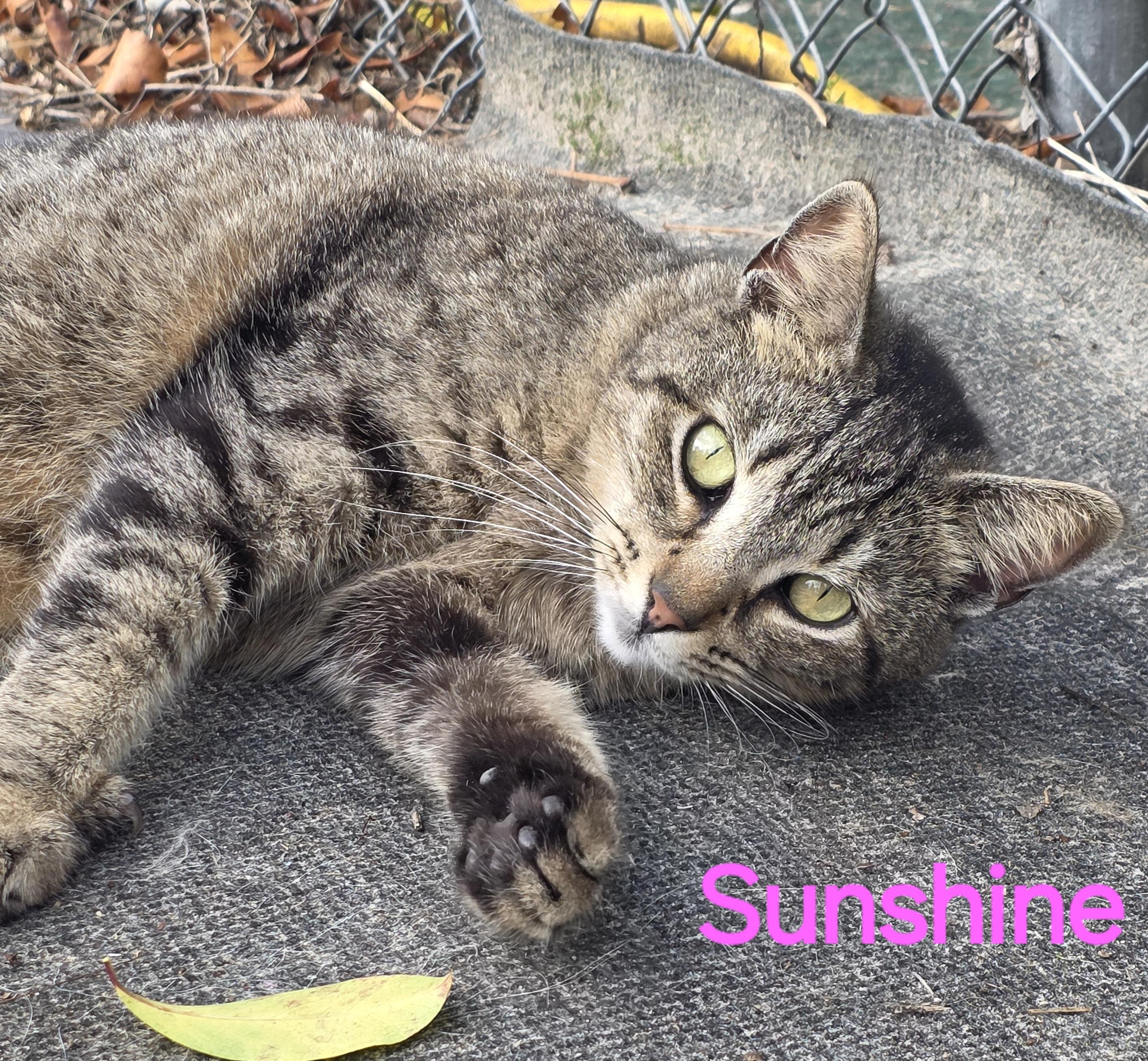 Enlarge Sunshine, a Adoptable Tabby in Spring Hill, FL image 1/1