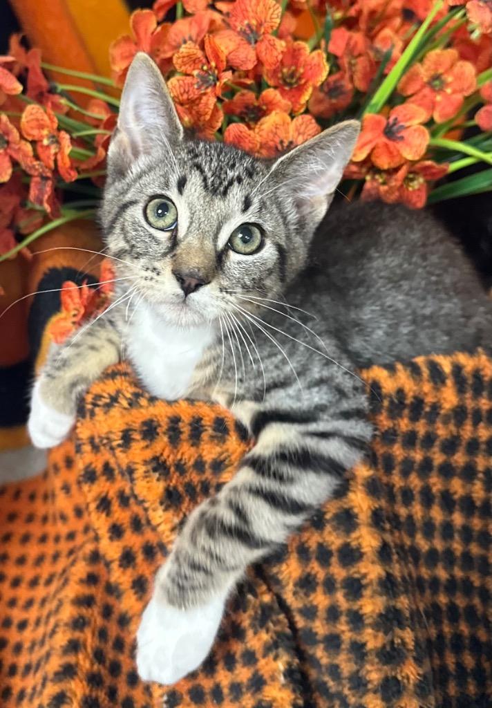 4/9/26 Jackson, Adoptable, Kitten Male Domestic Short Hair.