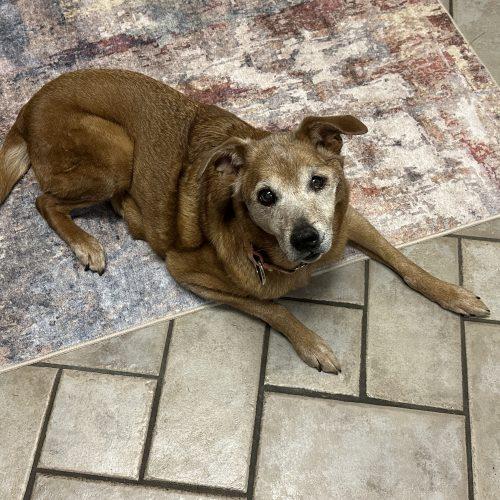Enlarge Pearl 5470D, a Adoptable mixed breed in Frankfort, KY image 1/6