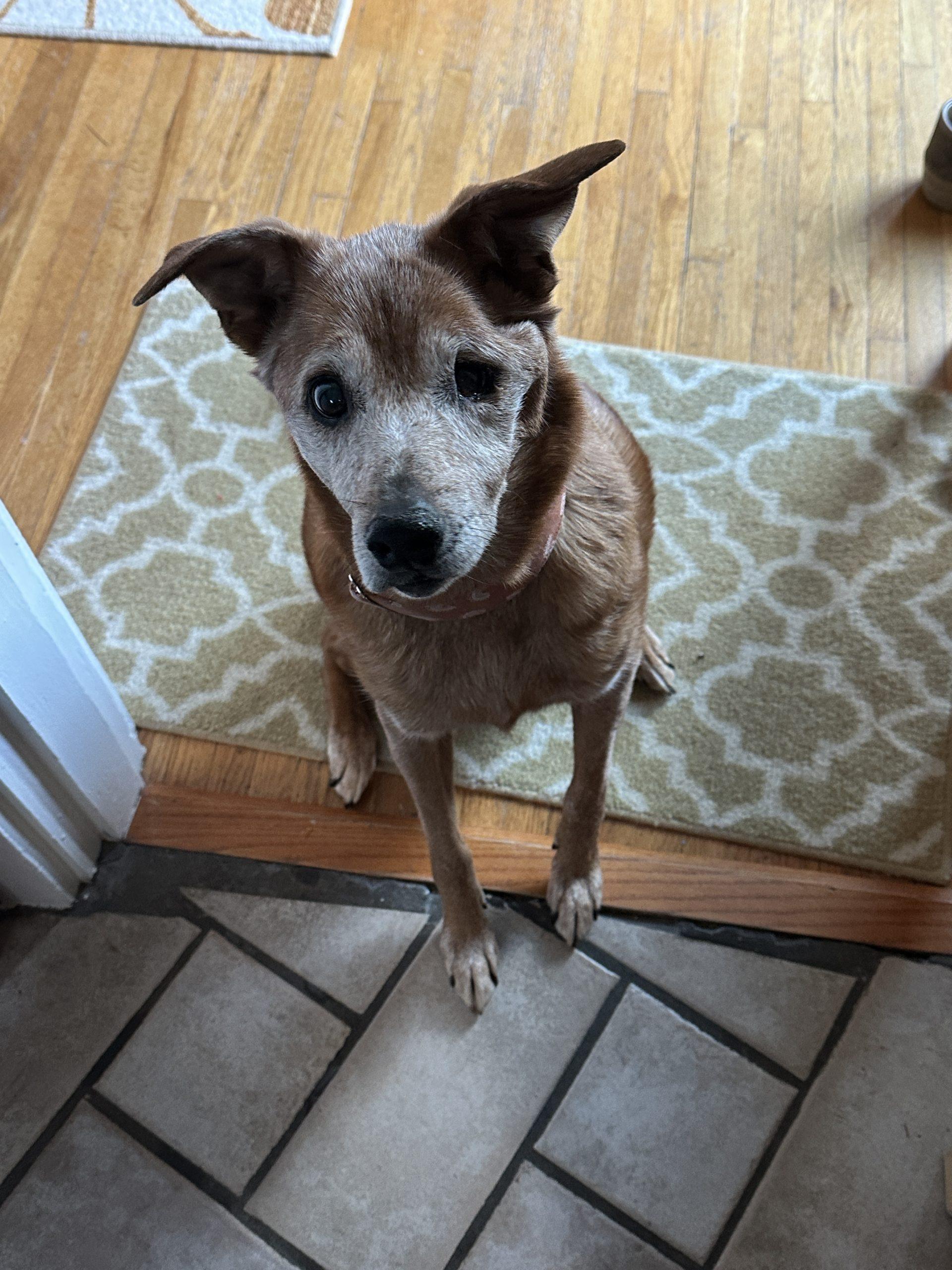 Enlarge Pearl 5470D, a Adoptable mixed breed in Frankfort, KY image 2/6
