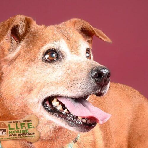 Enlarge Pearl 5470D, a Adoptable mixed breed in Frankfort, KY image 3/6