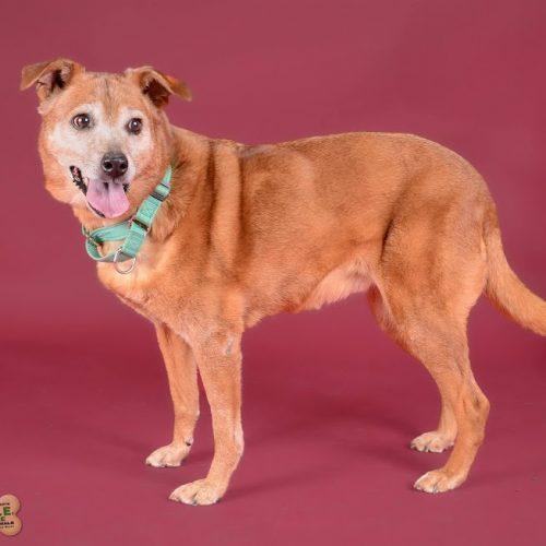 Enlarge Pearl 5470D, a Adoptable mixed breed in Frankfort, KY image 4/6