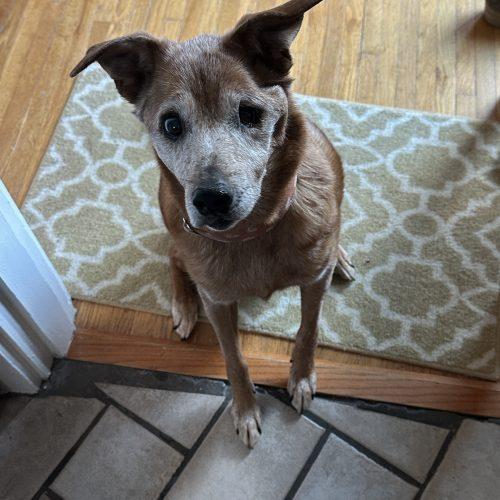 Enlarge Pearl 5470D, a Adoptable mixed breed in Frankfort, KY image 5/6