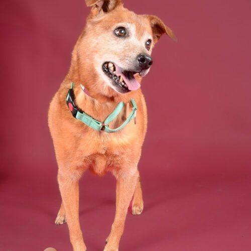 Enlarge Pearl 5470D, a Adoptable mixed breed in Frankfort, KY image 6/6