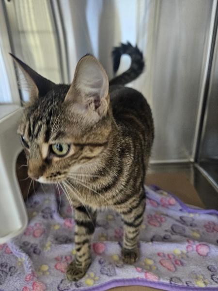 Luna, Adoptable, Young Female Domestic Short Hair.