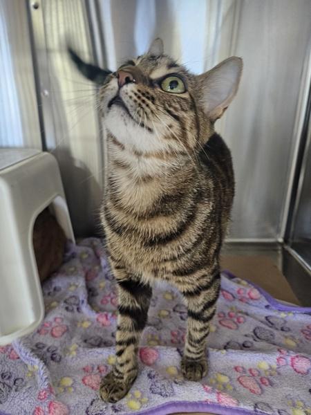 Enlarge Luna, a Adoptable mixed breed in Kennewick, WA image 3/3