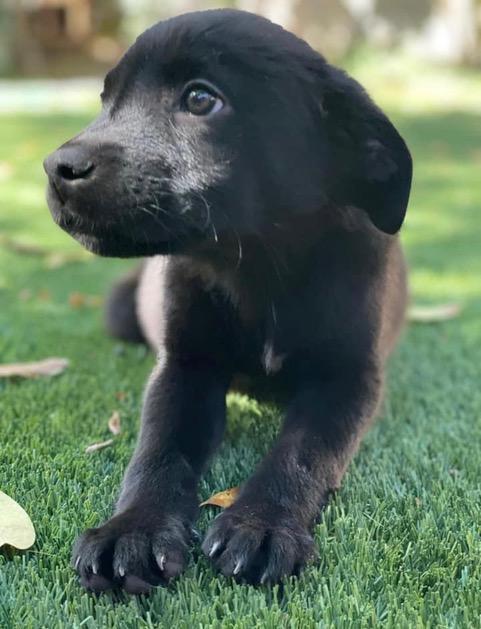 Enlarge . Bellagio, a Adopted Labrador Retriever in Fort Worth, TX image 1/1