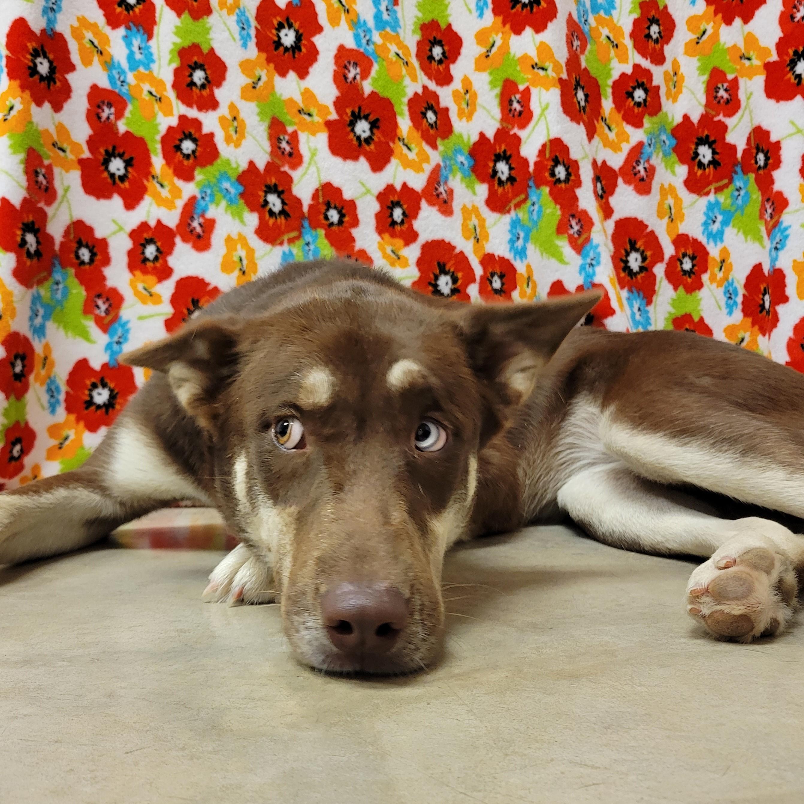 Enlarge Rowena, a Adoptable mixed breed in ALPINE, TX image 3/6