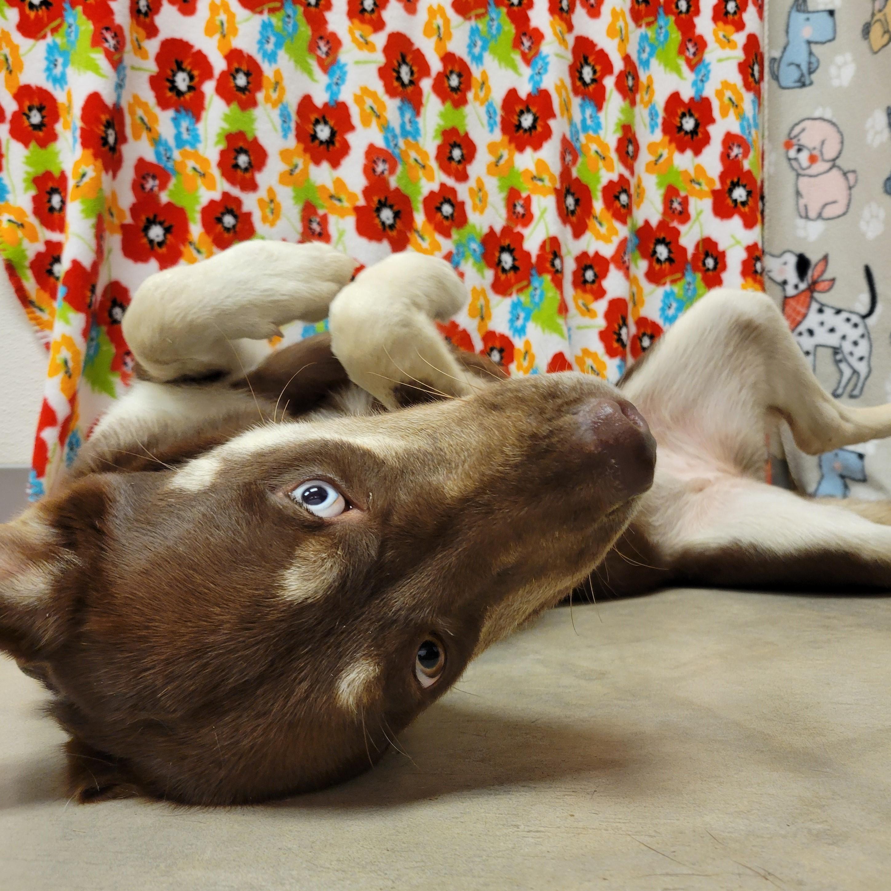 Enlarge Rowena, a Adoptable mixed breed in ALPINE, TX image 6/6