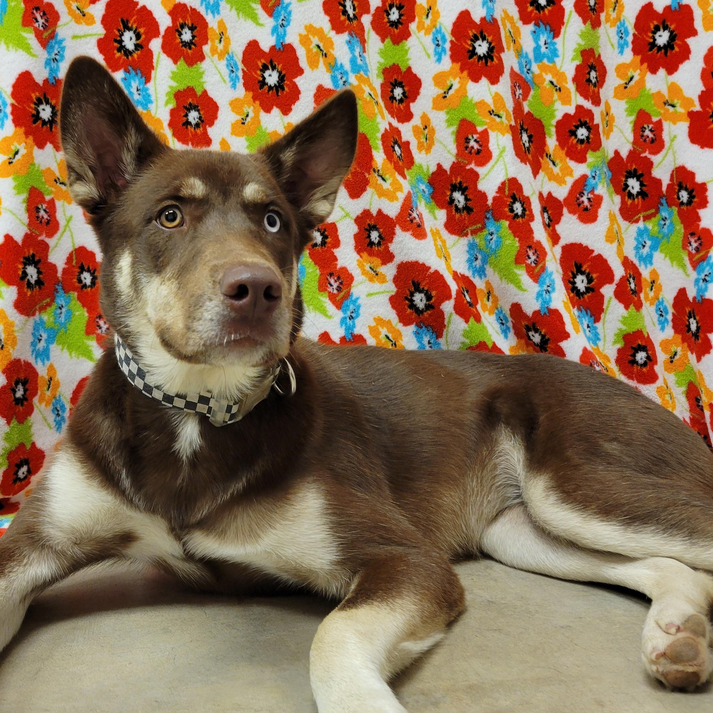 Enlarge Rowena, a Adoptable mixed breed in ALPINE, TX image 2/6