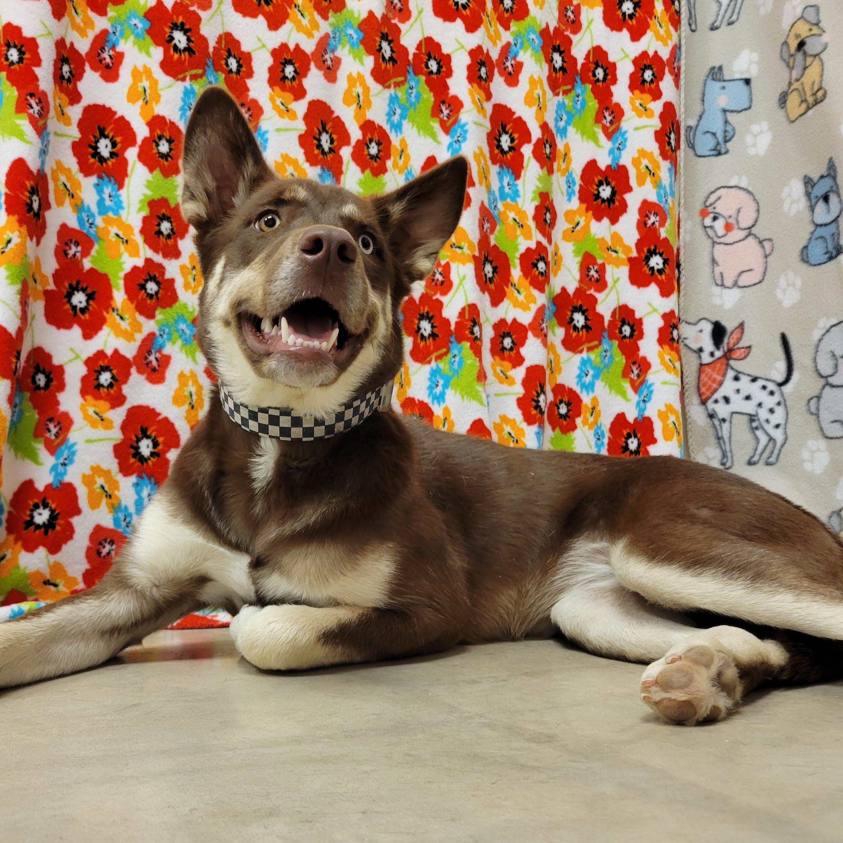 Enlarge Rowena, a Adoptable mixed breed in ALPINE, TX image 5/6
