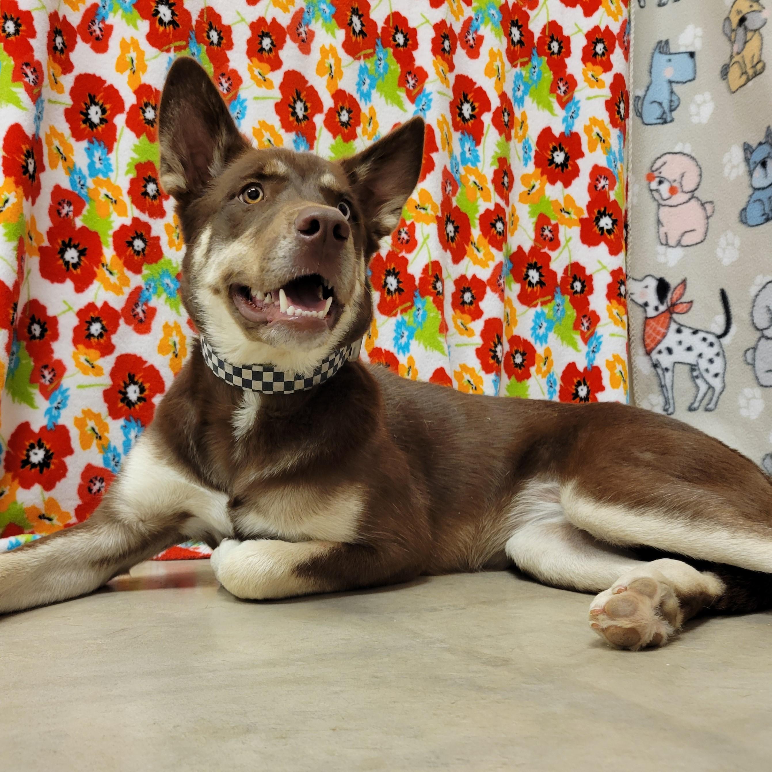 Rowena, Adoptable, Adult Female Husky.