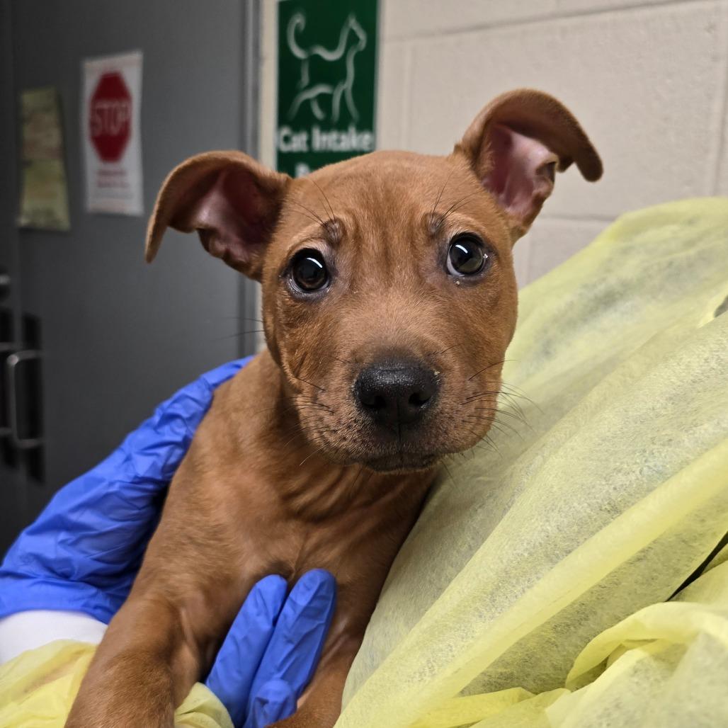 Enlarge Kai, a Adoptable mixed breed in Concord, NC image 1/2