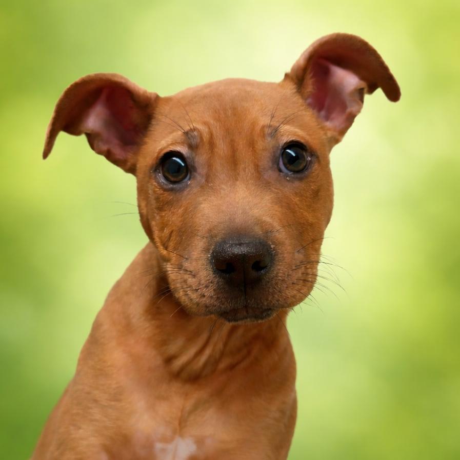 Enlarge Kai, a Adoptable mixed breed in Concord, NC image 2/2