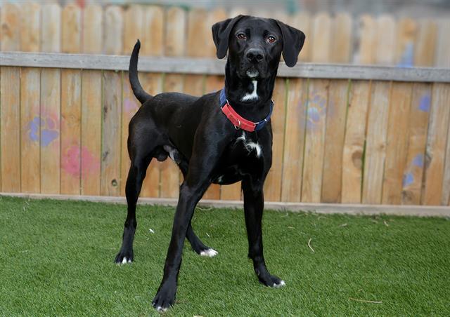 Enlarge GRIZZLY, a Adoptable Labrador Retriever in West Valley City, UT image 1/1