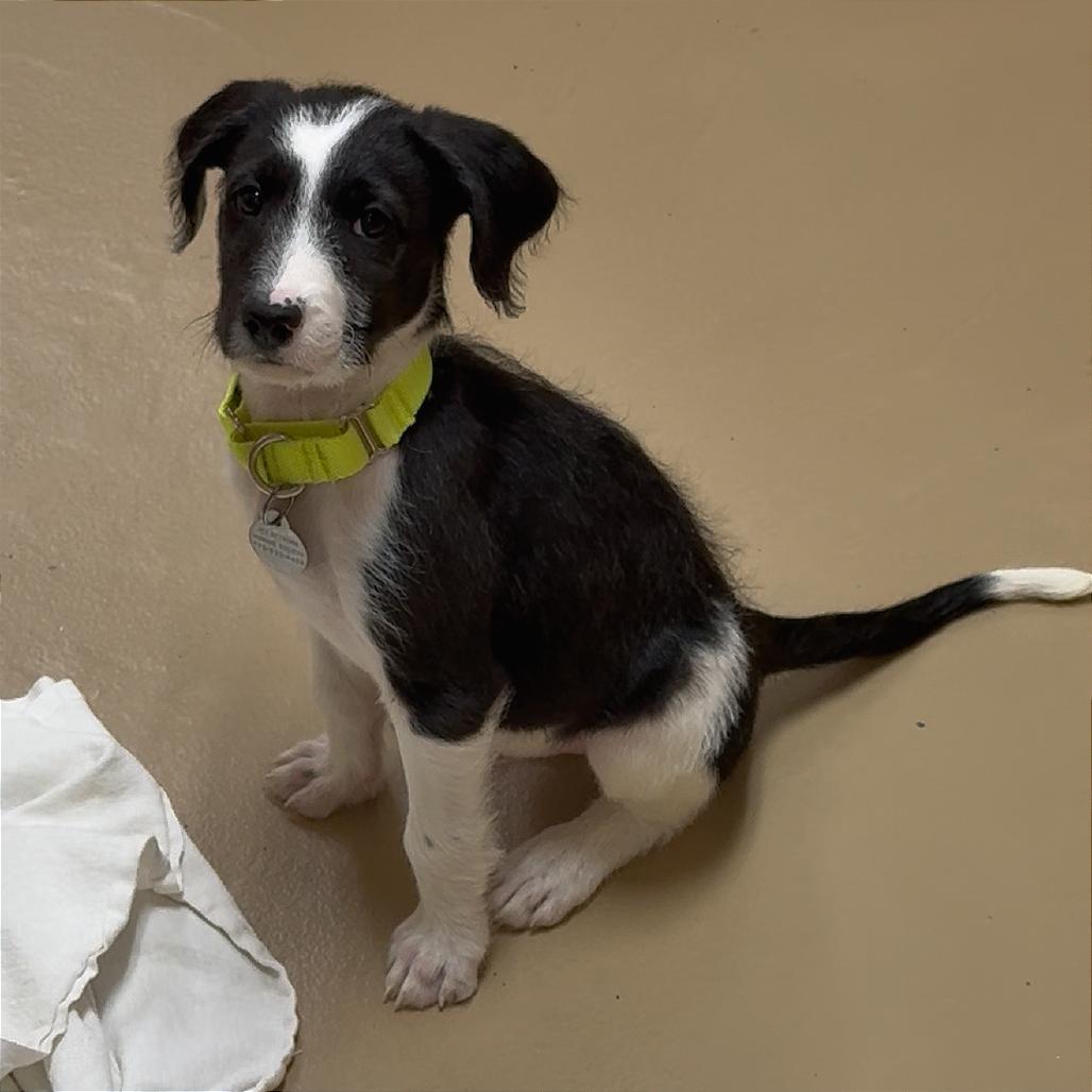 Enlarge Hamster, a Adoptable mixed breed in Incline Village, NV image 3/5