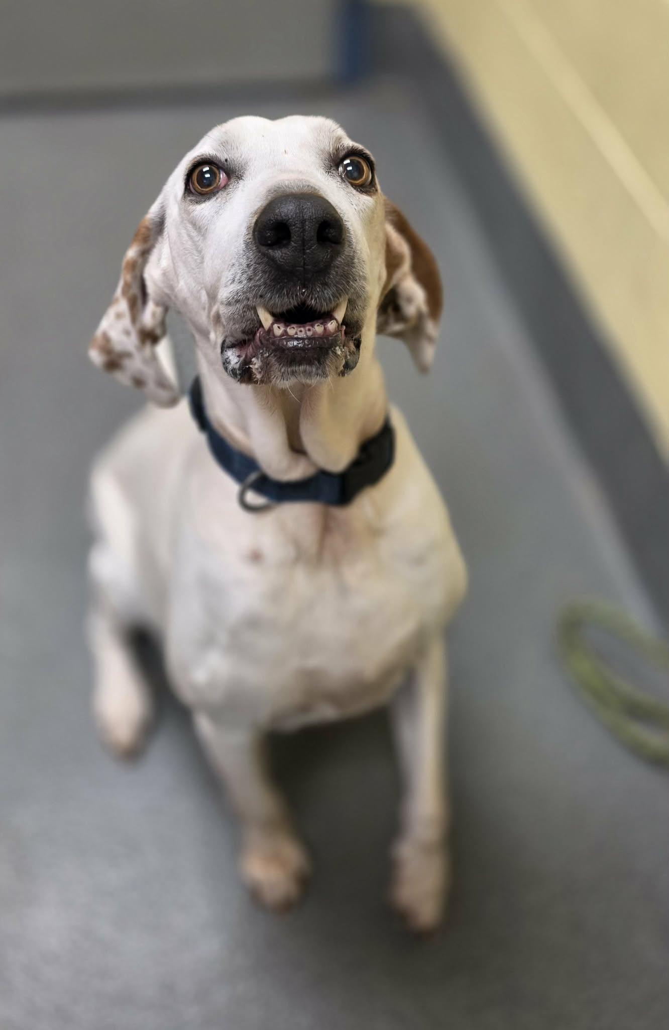 Enlarge Joy!, a ADOPTABLE mixed breed in Amherst, VA image 3/6