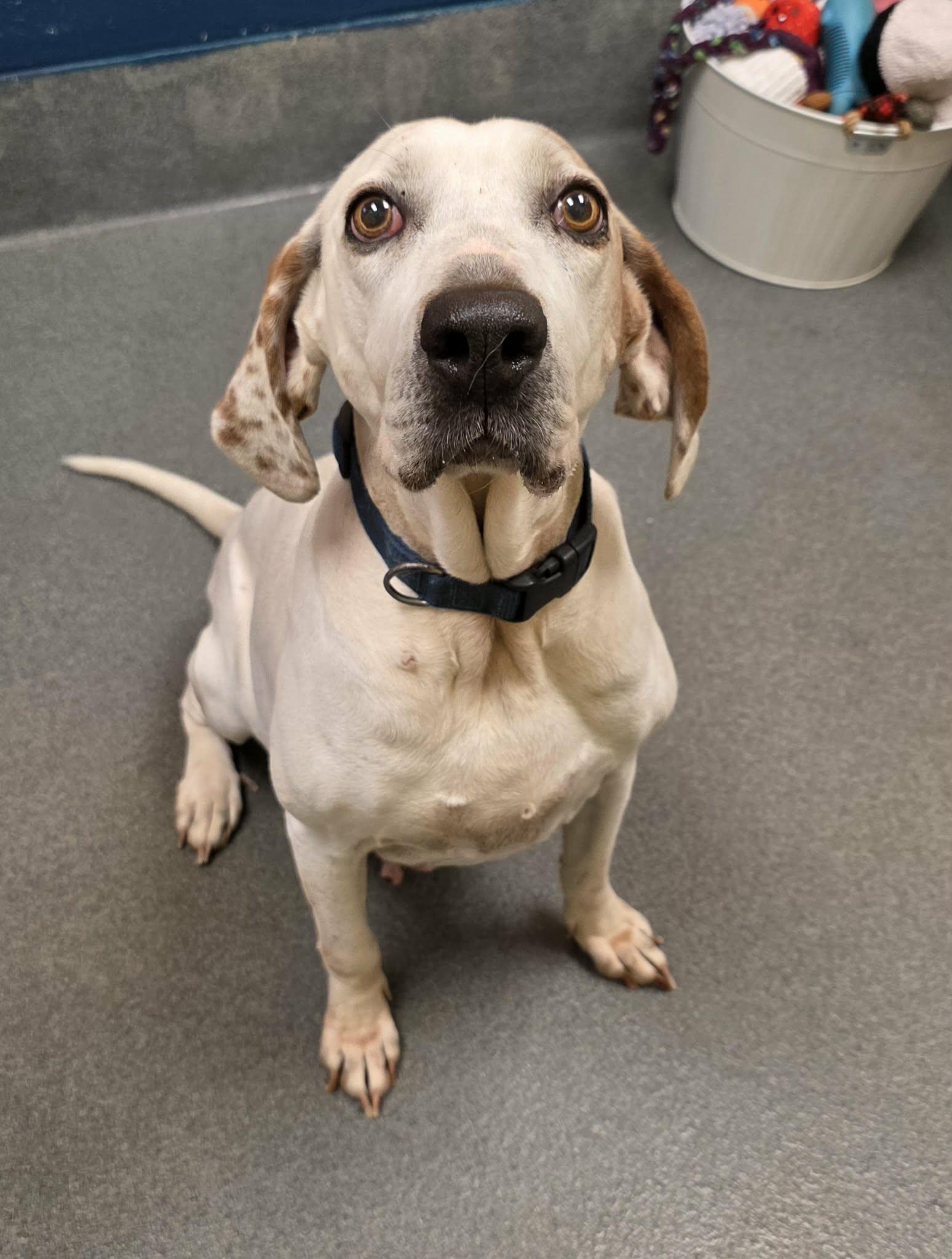 Enlarge Joy!, a ADOPTABLE mixed breed in Amherst, VA image 5/6