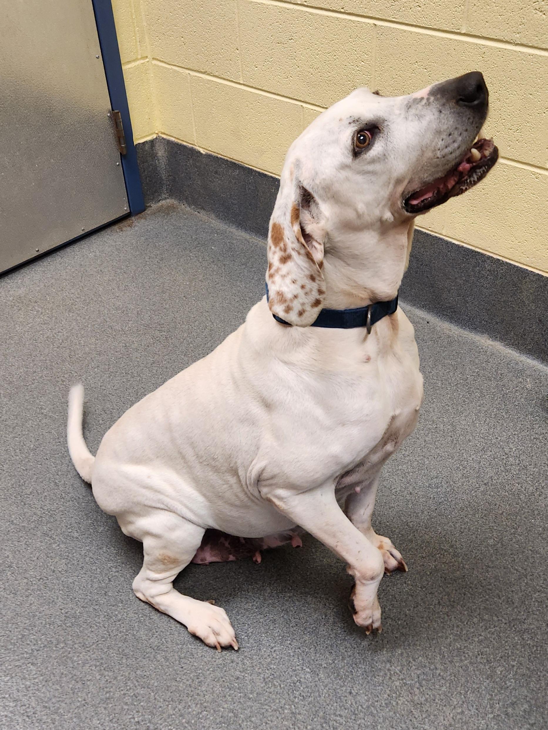 Enlarge Joy!, a ADOPTABLE mixed breed in Amherst, VA image 6/6