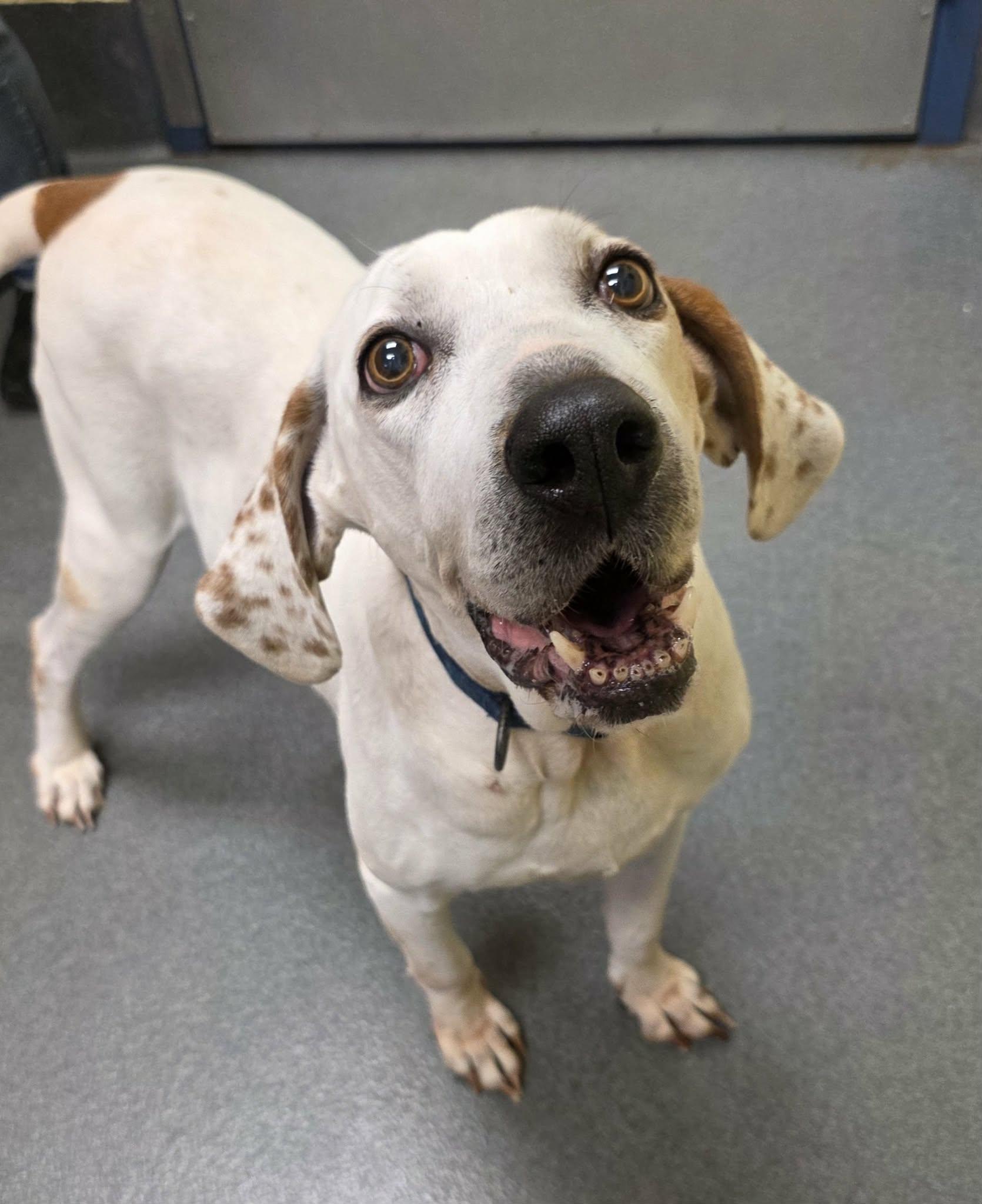 Joy!, ADOPTABLE, Adult Female Hound & Spaniel.