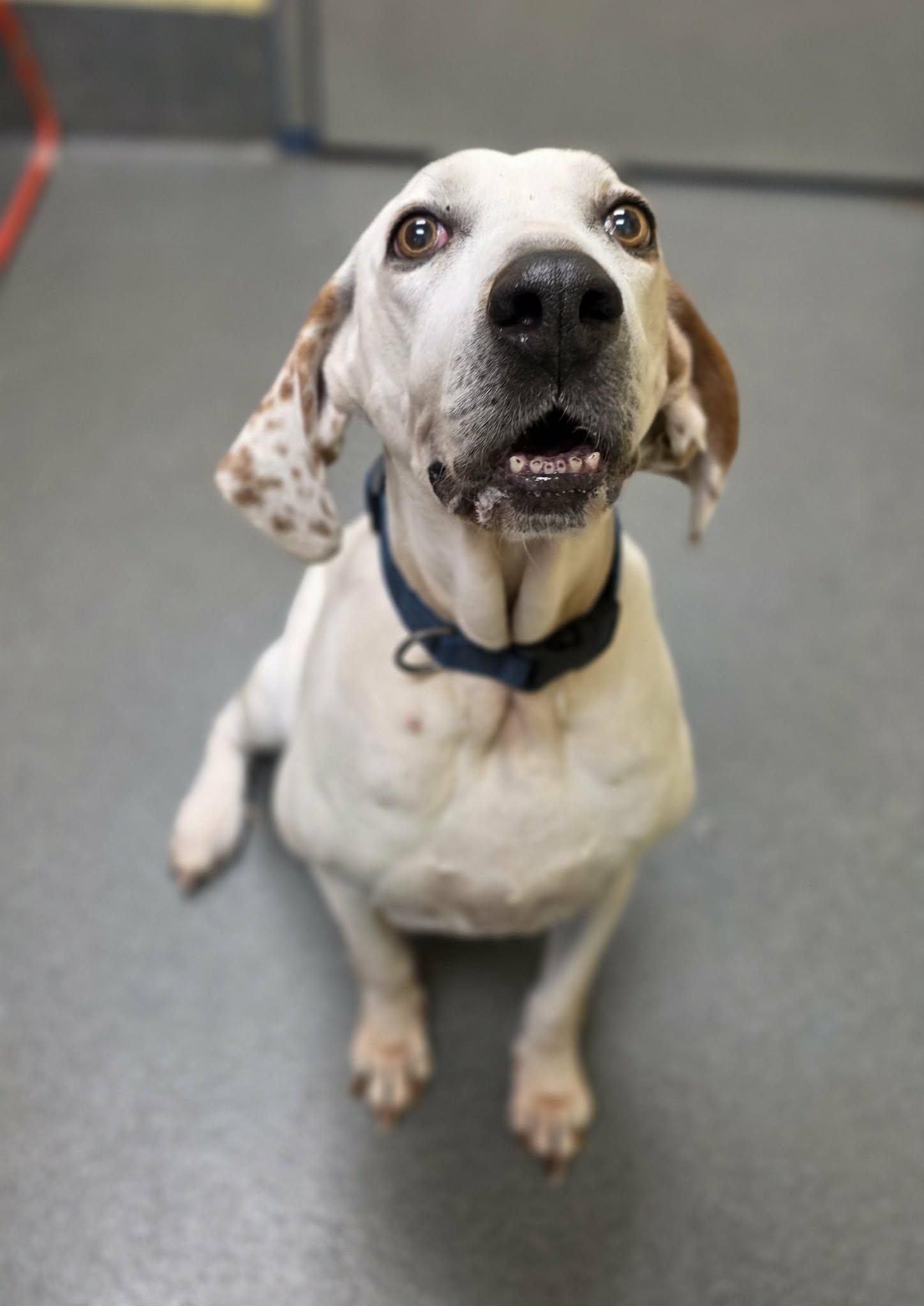 Enlarge Joy!, a ADOPTABLE mixed breed in Amherst, VA image 4/6