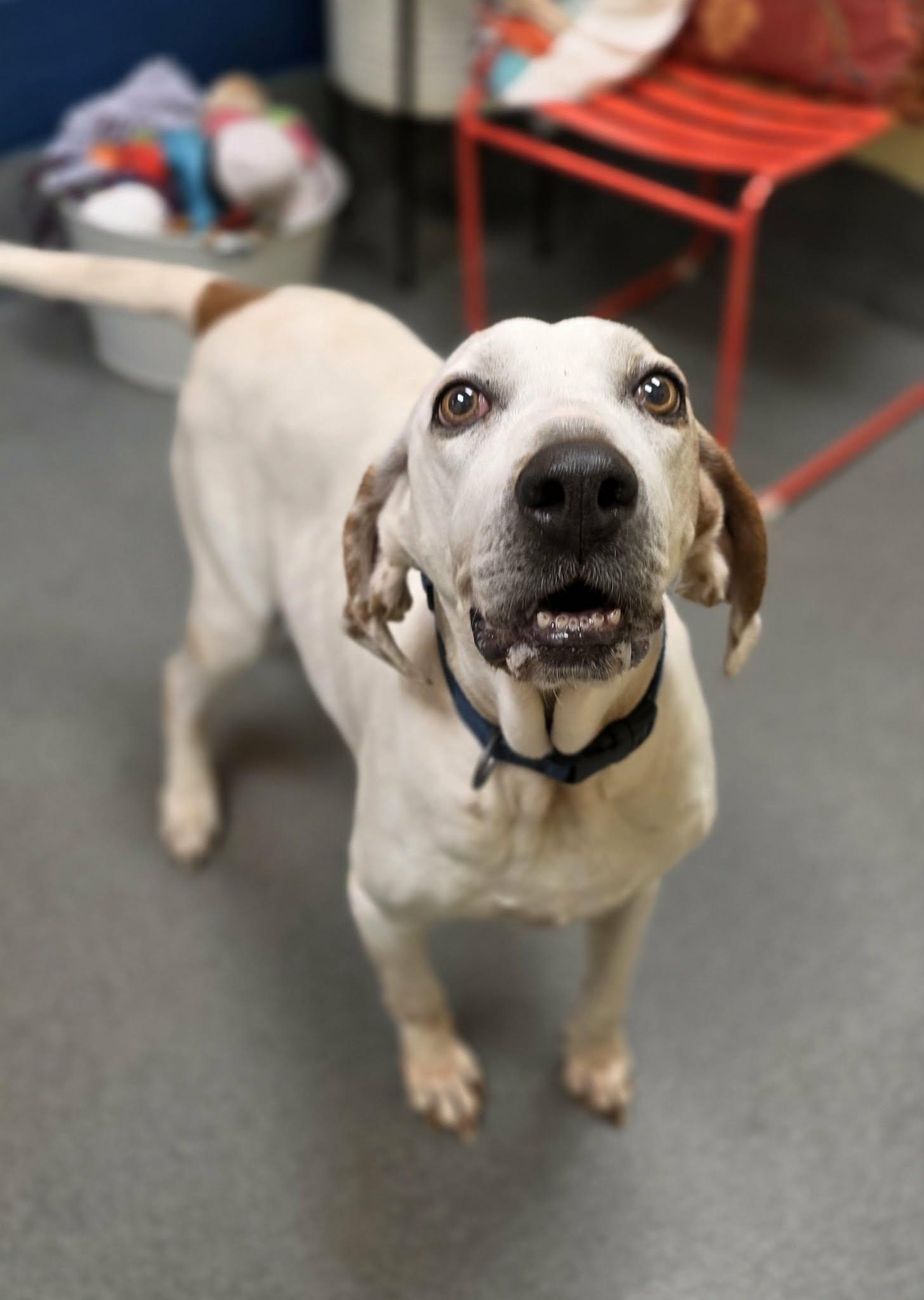 Enlarge Joy!, a ADOPTABLE mixed breed in Amherst, VA image 2/6