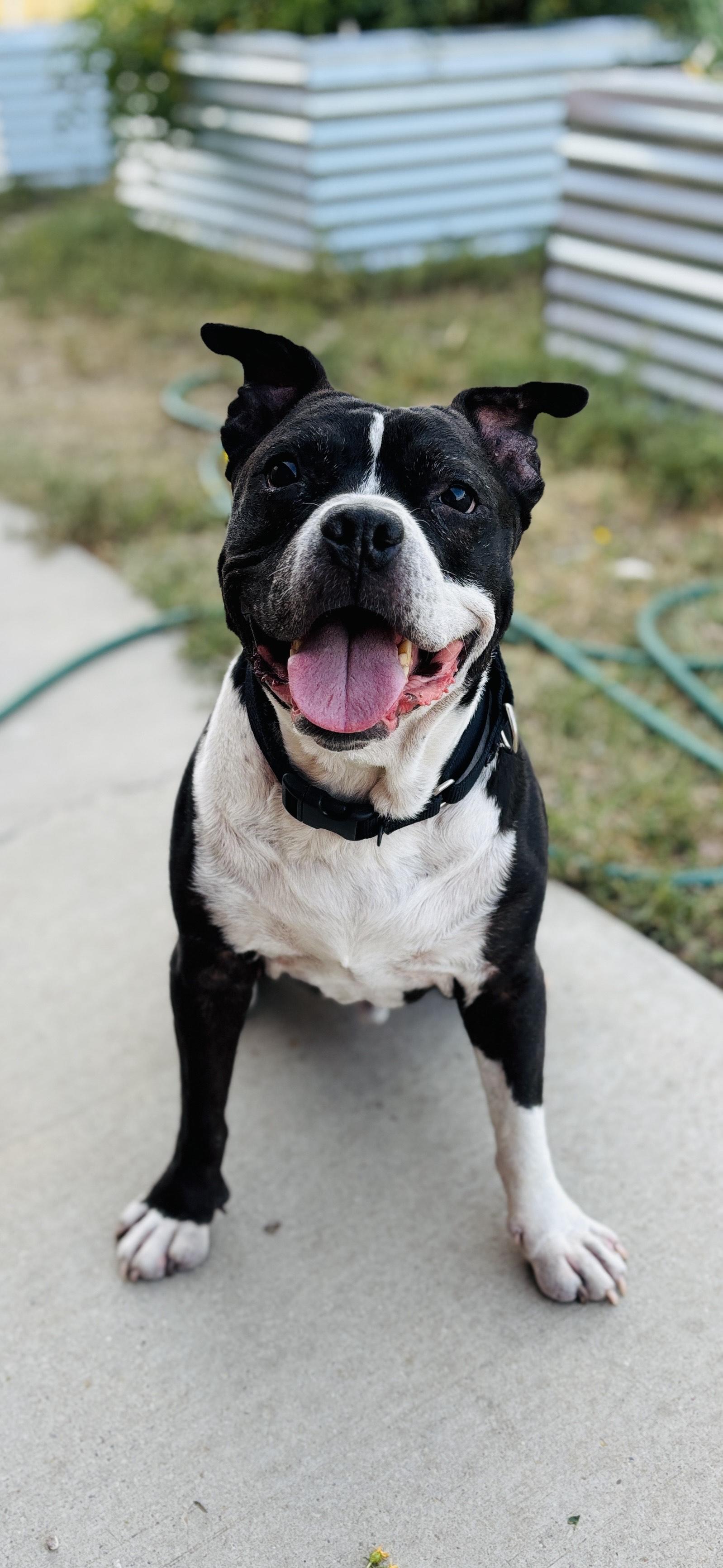 Zeus (This is a courtesty listing please contact Katie 208-315-1348), a Adoptable Pit Bull Terrier in Choteau, MT image 1/2