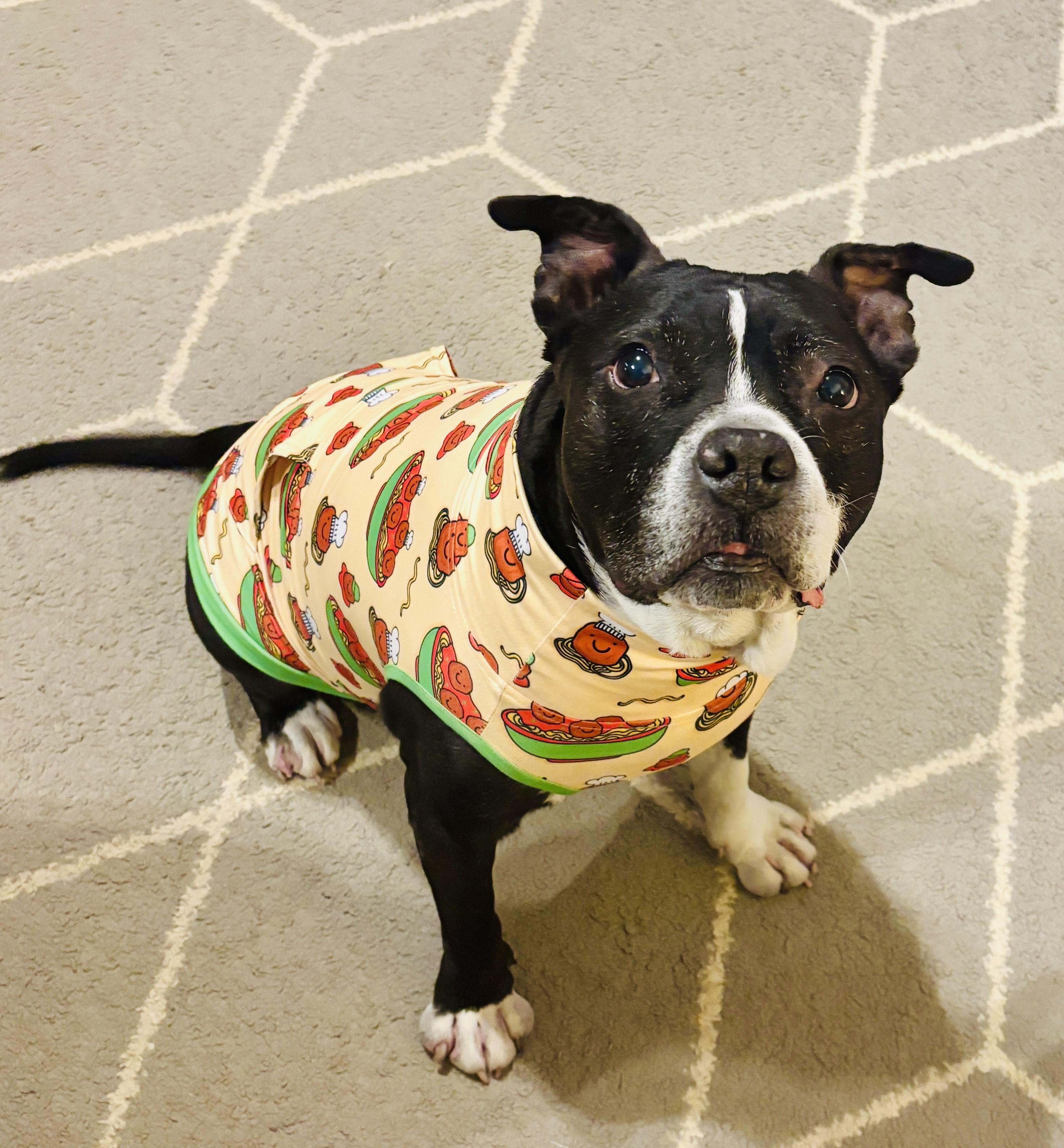 Zeus (This is a courtesty listing please contact Katie 208-315-1348), an adoptable Pit Bull Terrier in Choteau, MT, 59422 | Photo Image 2