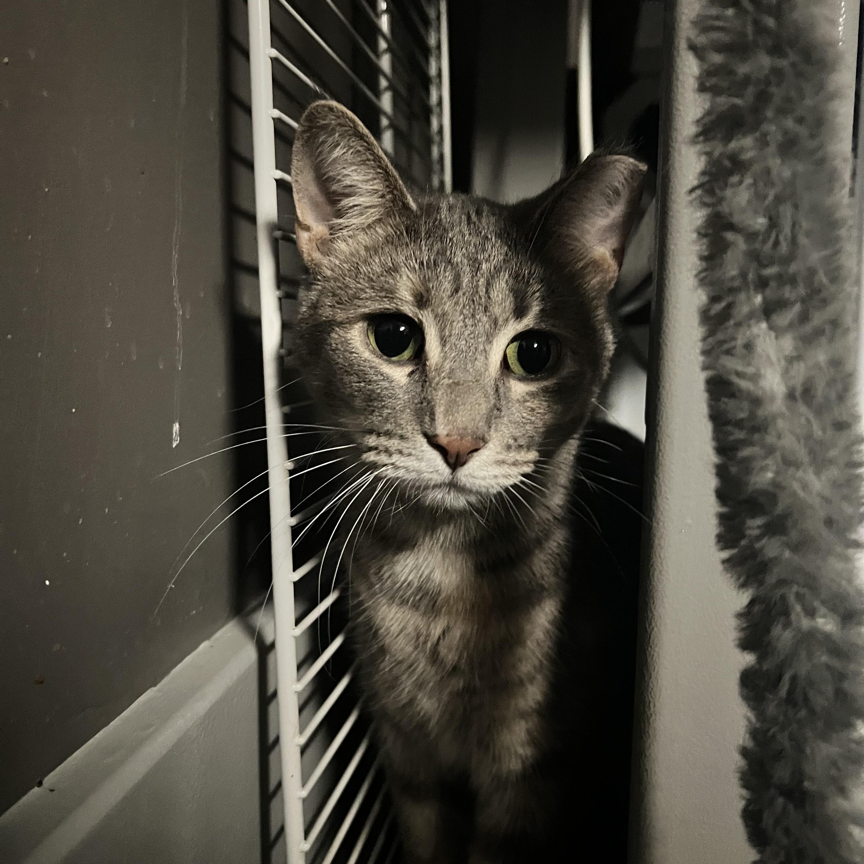 Enlarge Punx, a Adoptable Domestic Short Hair in Holly, MI image 1/2