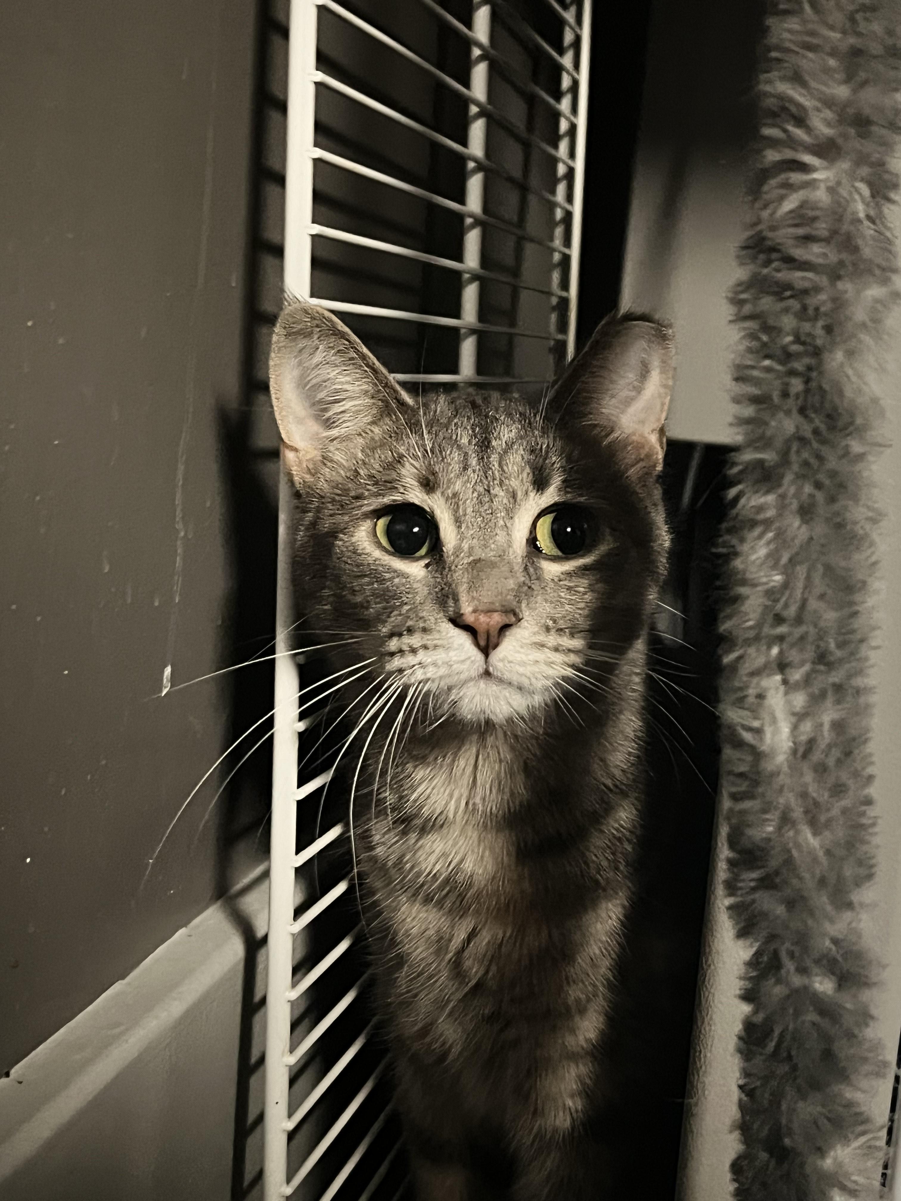 Enlarge Punx, a Adoptable Domestic Short Hair in Holly, MI image 2/2