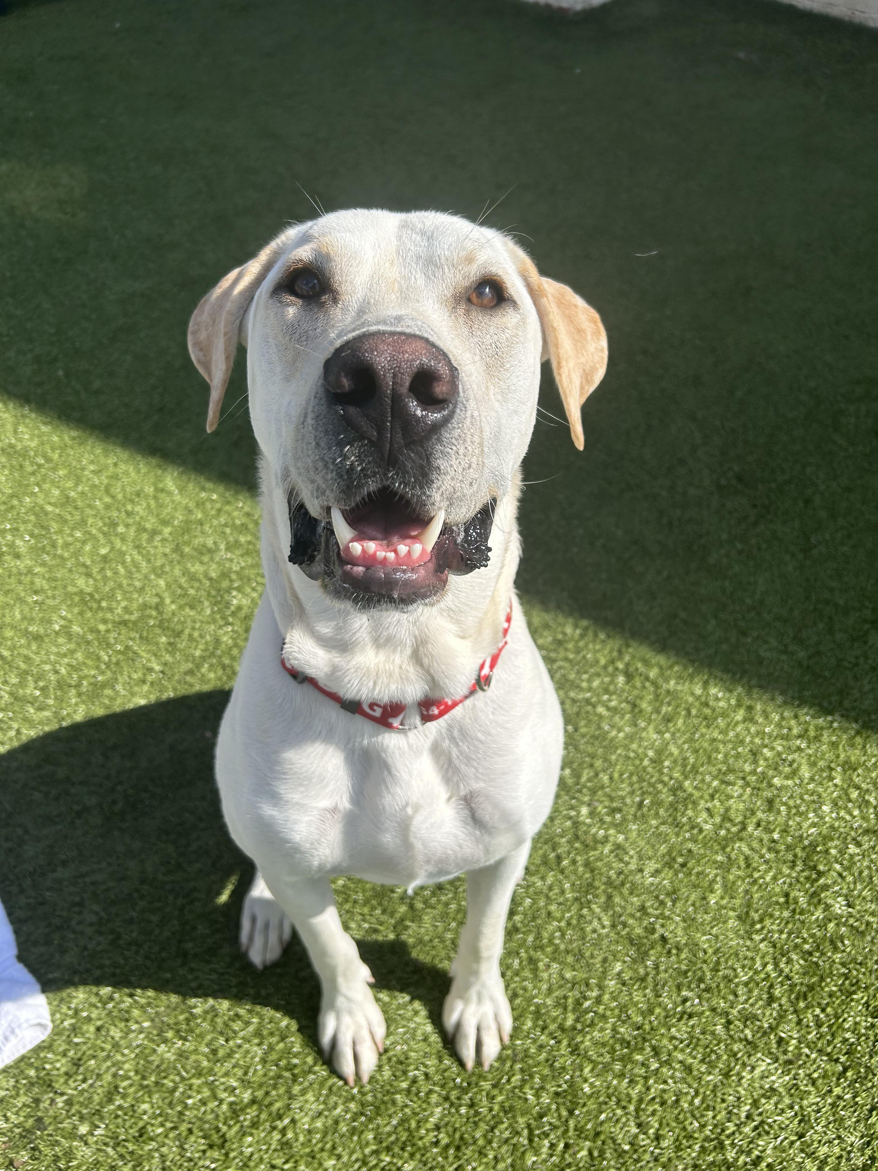 Enlarge Morel, a Adoptable Labrador Retriever in Stamford, CT image 4/6