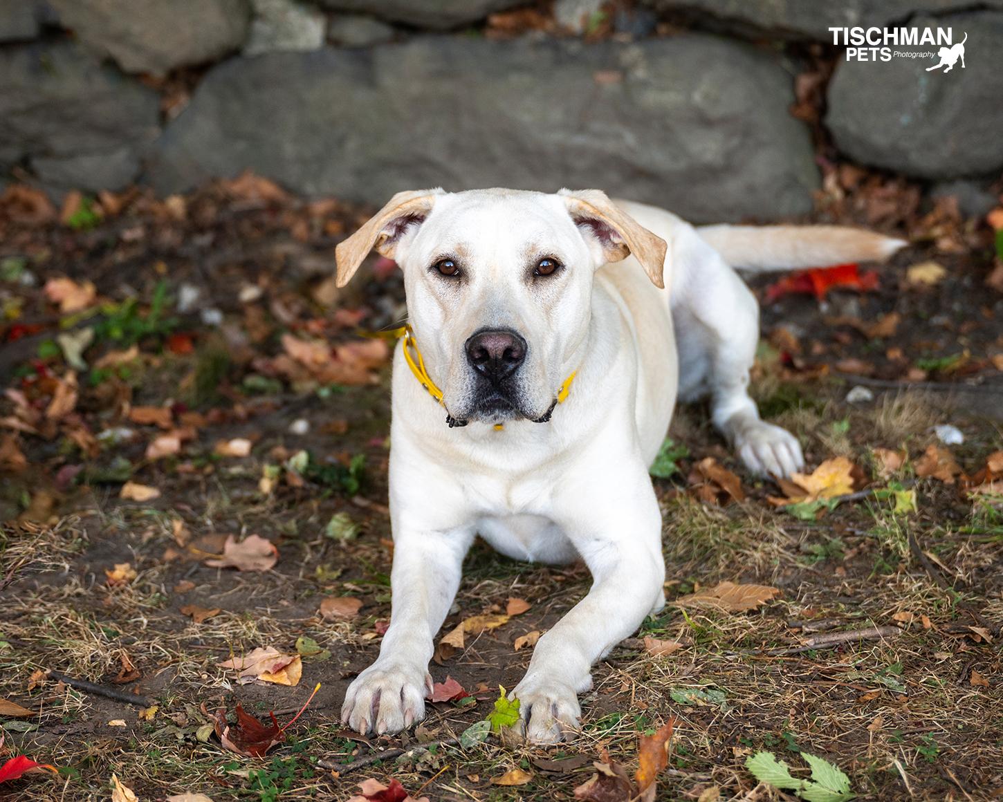 Enlarge Morel, a Adoptable Labrador Retriever in Stamford, CT image 3/6