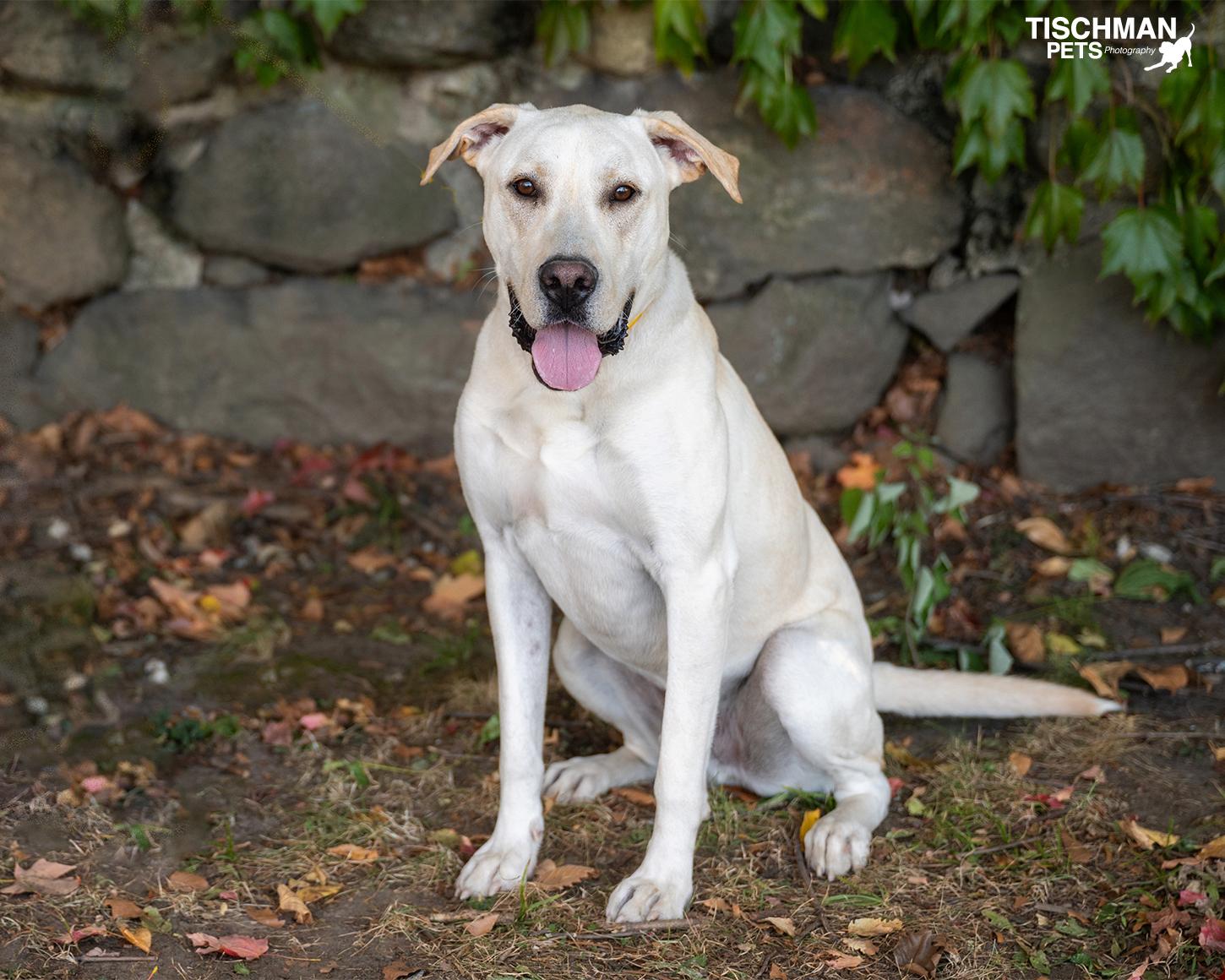 Enlarge Morel, a Adoptable Labrador Retriever in Stamford, CT image 1/6