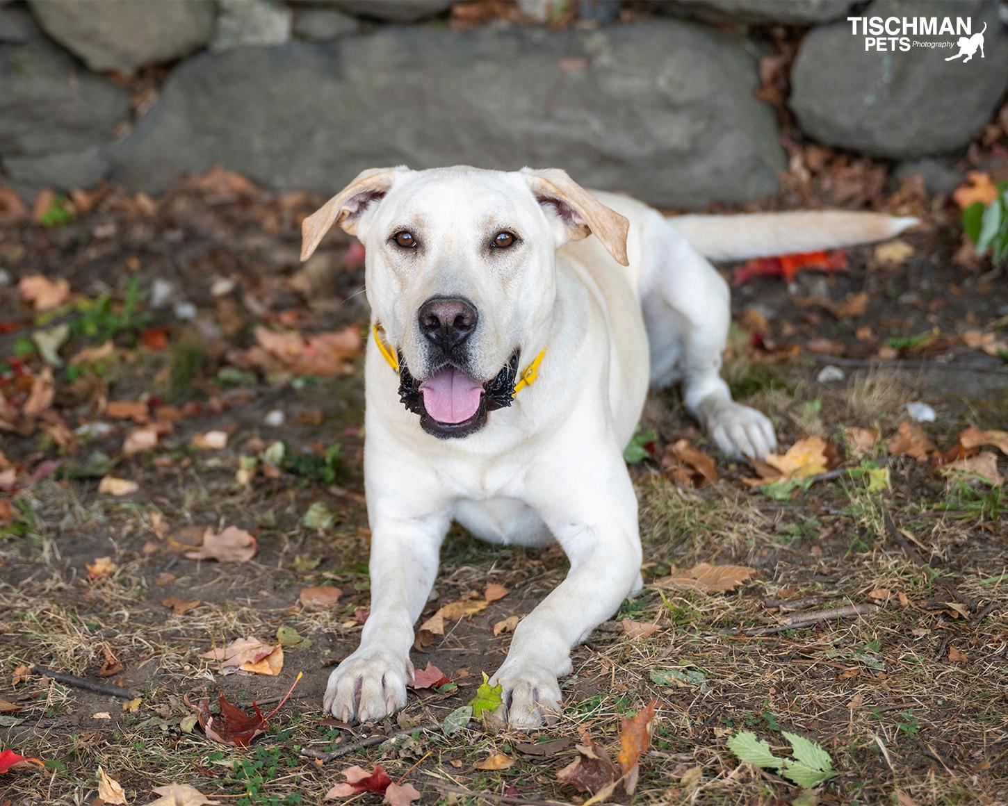 Enlarge Morel, a Adoptable Labrador Retriever in Stamford, CT image 2/6