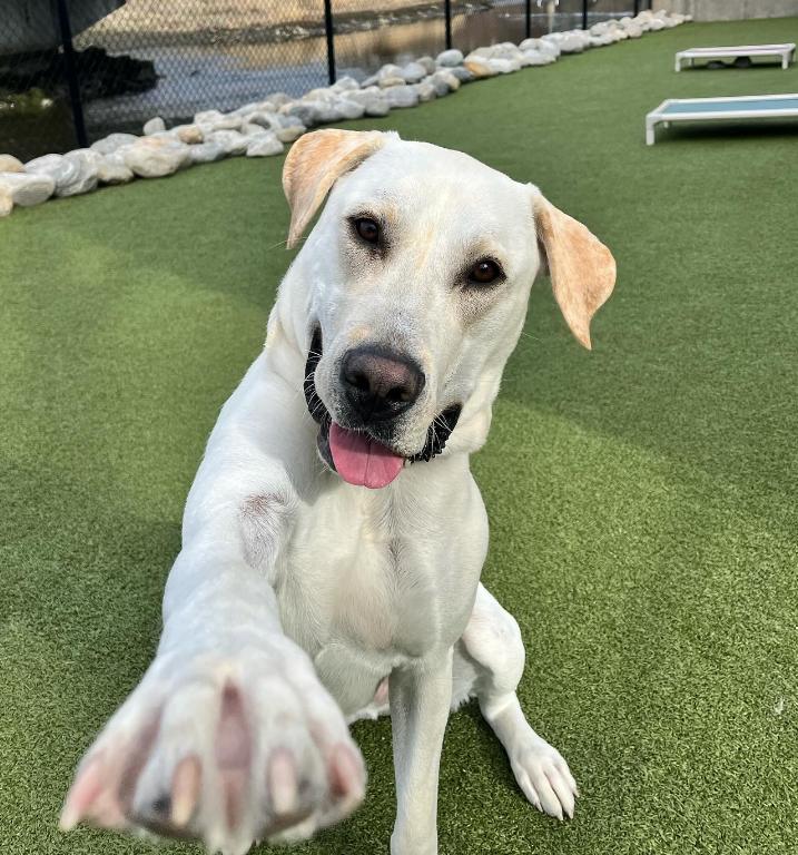 Enlarge Morel, a Adoptable Labrador Retriever in Stamford, CT image 5/6